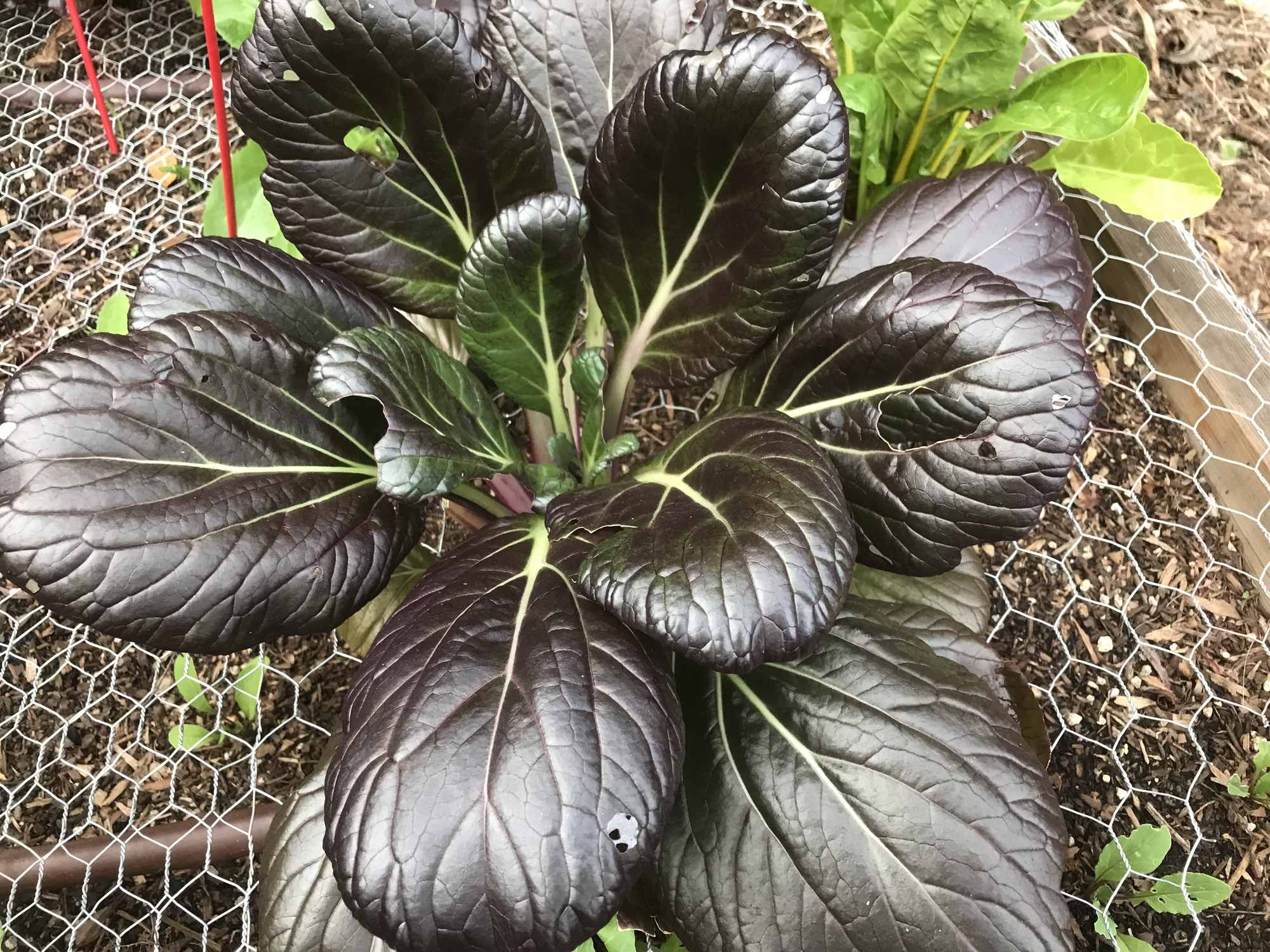 Bok Choi