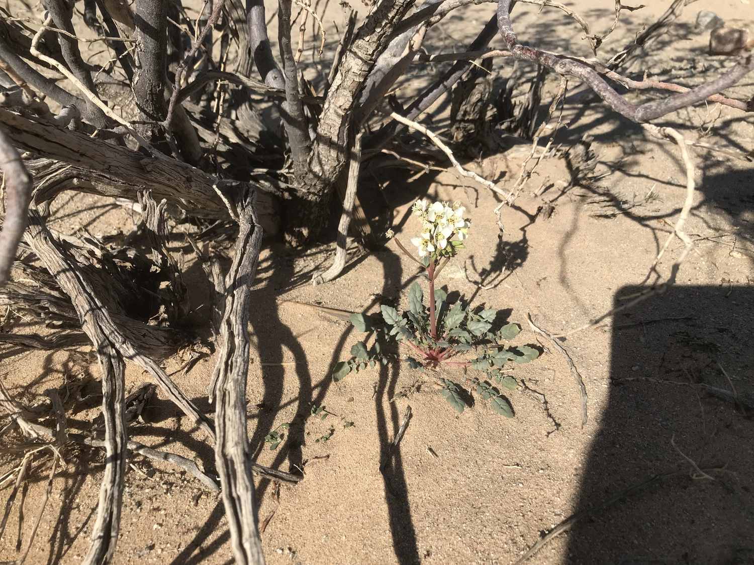 Bolting White Desert Wild Flower