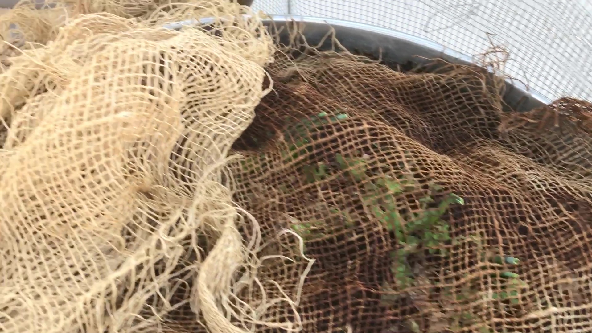 Burlap Shade Cloth Over Galvanized Can Garden To Block Sun And Wind 01