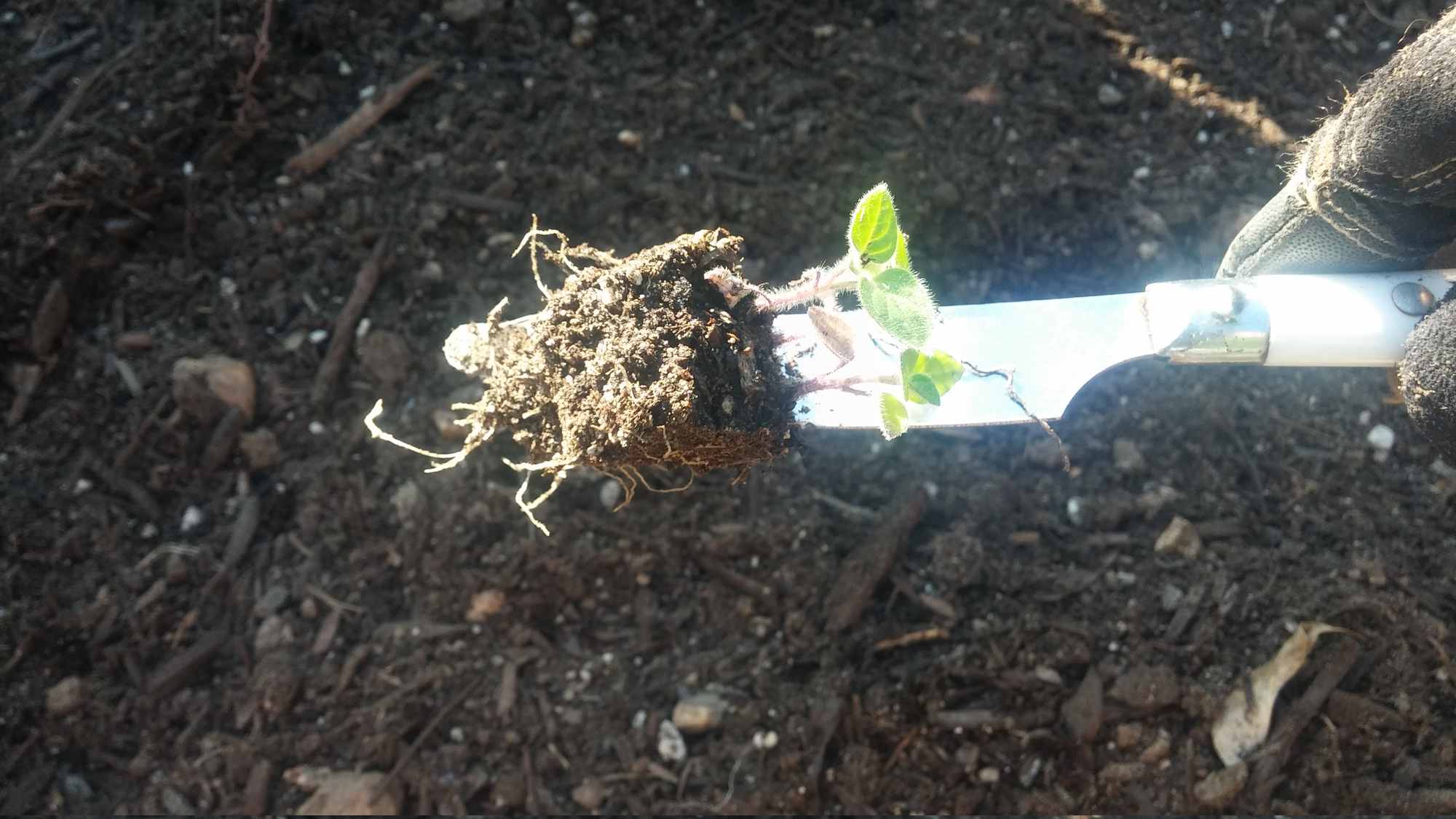 Butter Knife as Tool to Transplant a Small Group of Oregano Seedlings in Backyard Food Forest Garden