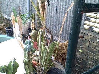 Cacti  in the Survival Garden