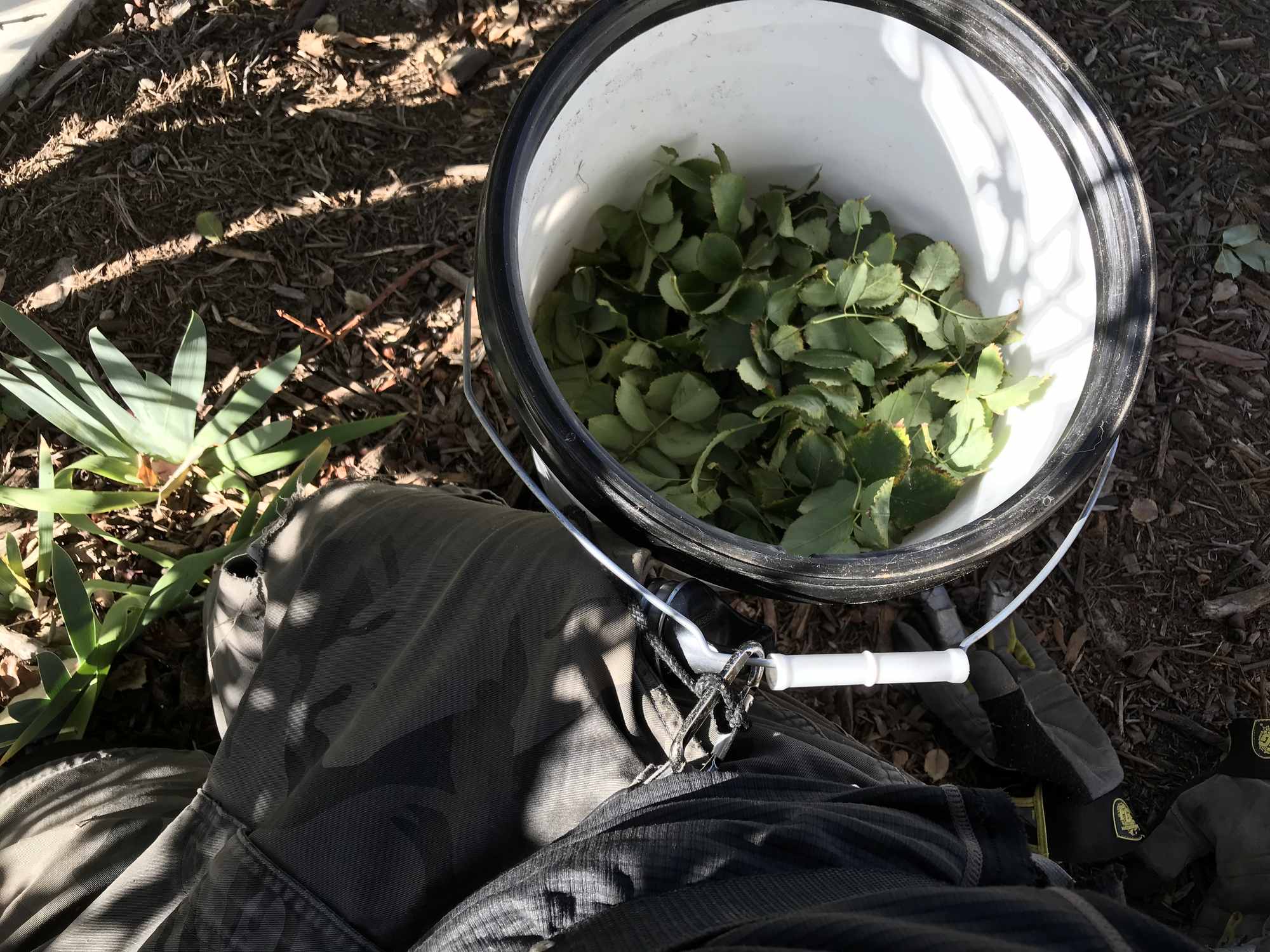 Carabiner Attached 5 Gallon Bucket on Belt for Harvesting