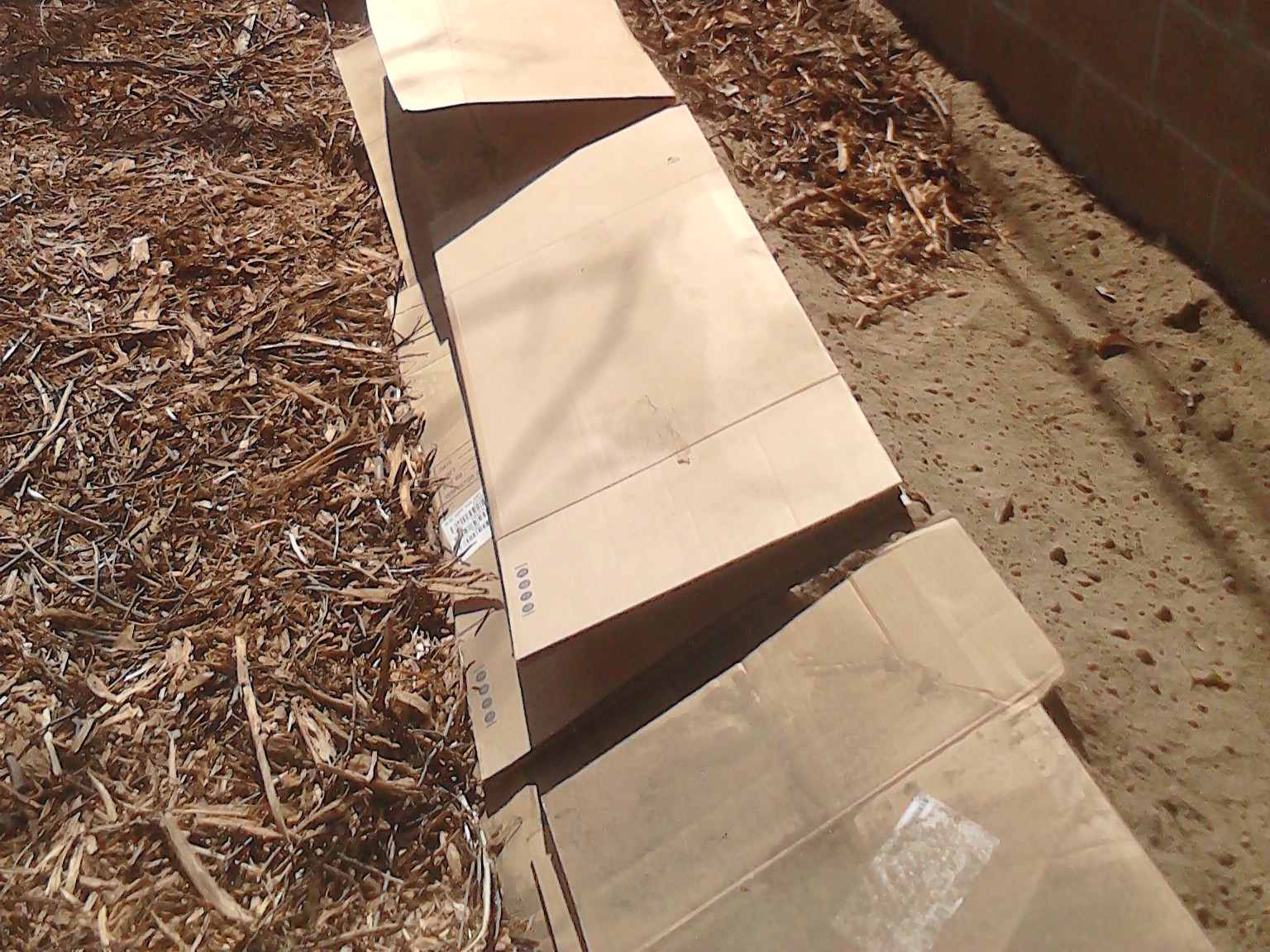 Cardboard Sheet Mulching Back Yard 01