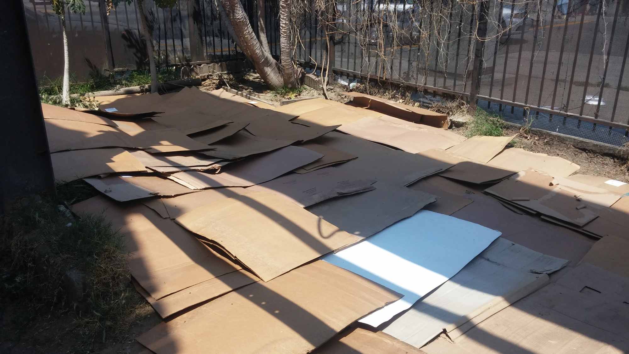 Cardboard Sheet Mulching Backyard 01