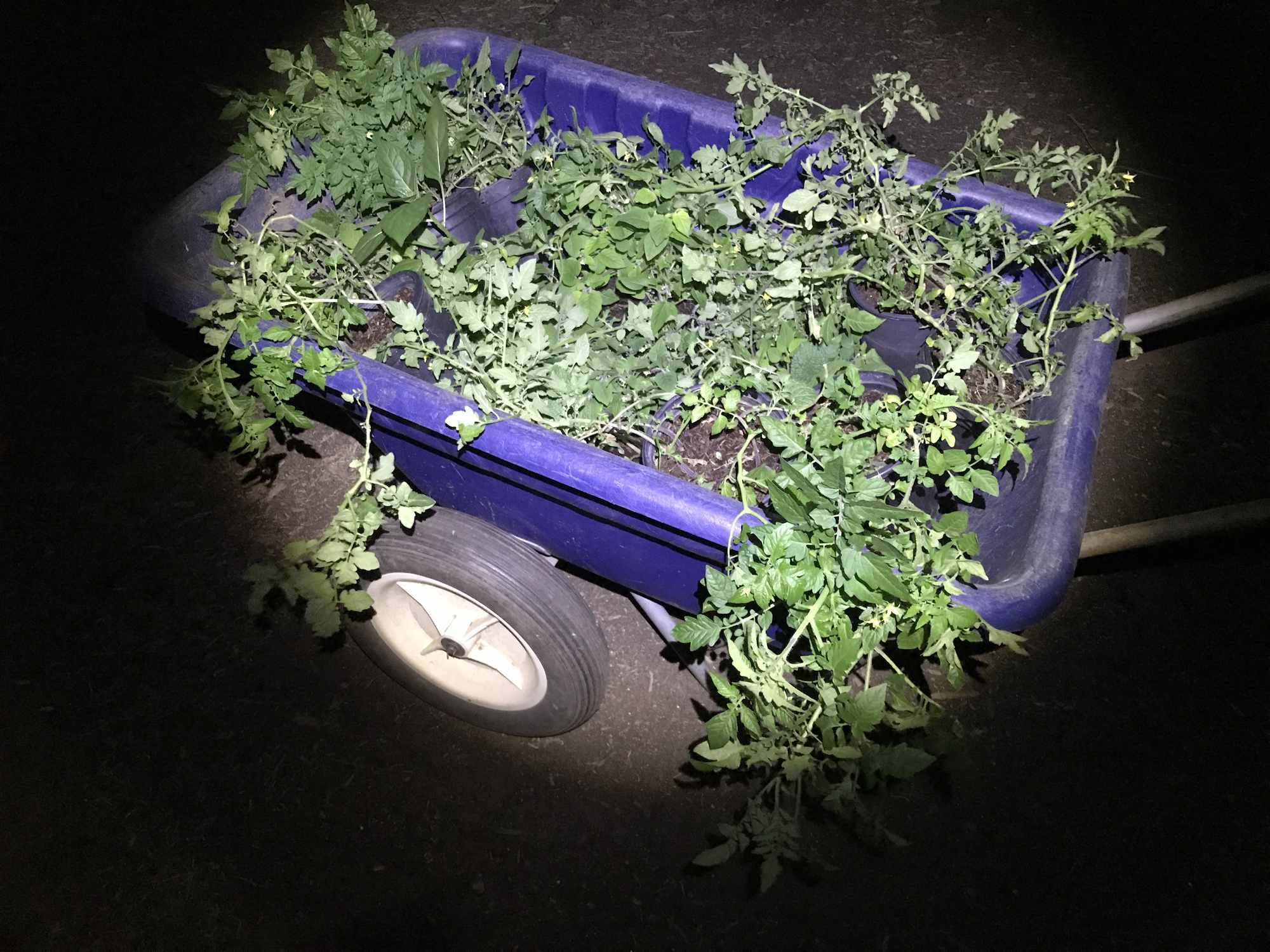 Cart of Tomato Plants