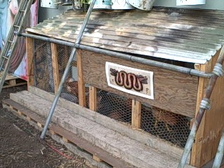 Chicken Shelter in the Survival Ga