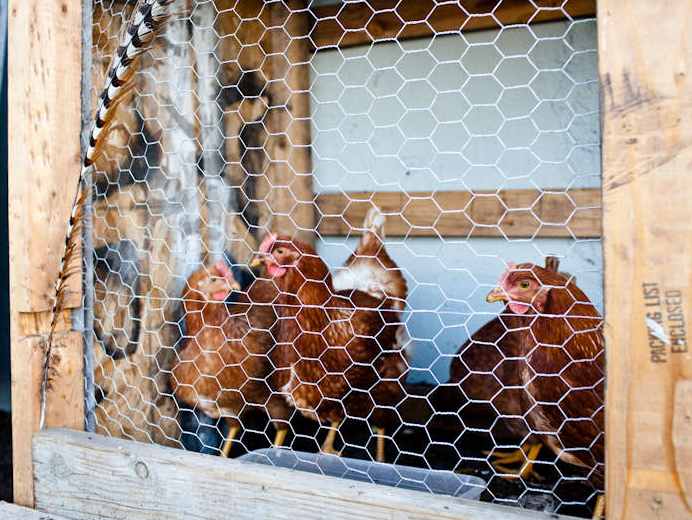 Chickens in the Survival Garden 01