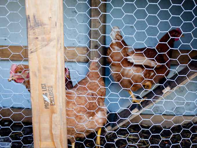 Chickens in the Survival Garden 02