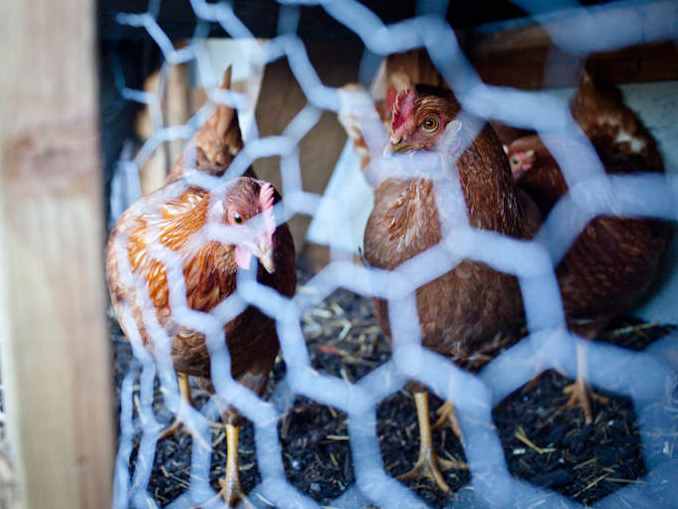 Chickens in the Survival Garden 03