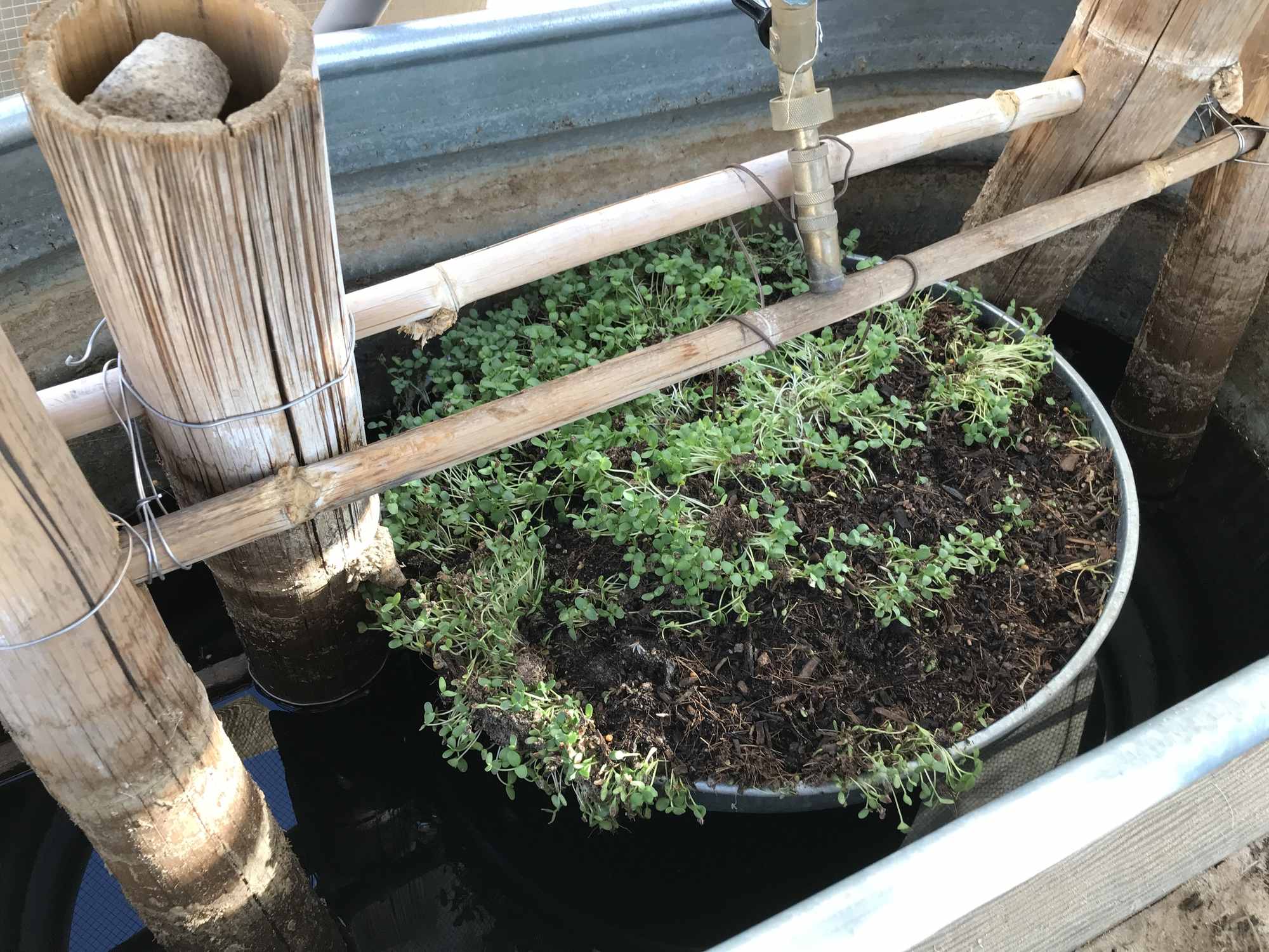 Chinampa Water Island Garden with Hanging Tray Fountain