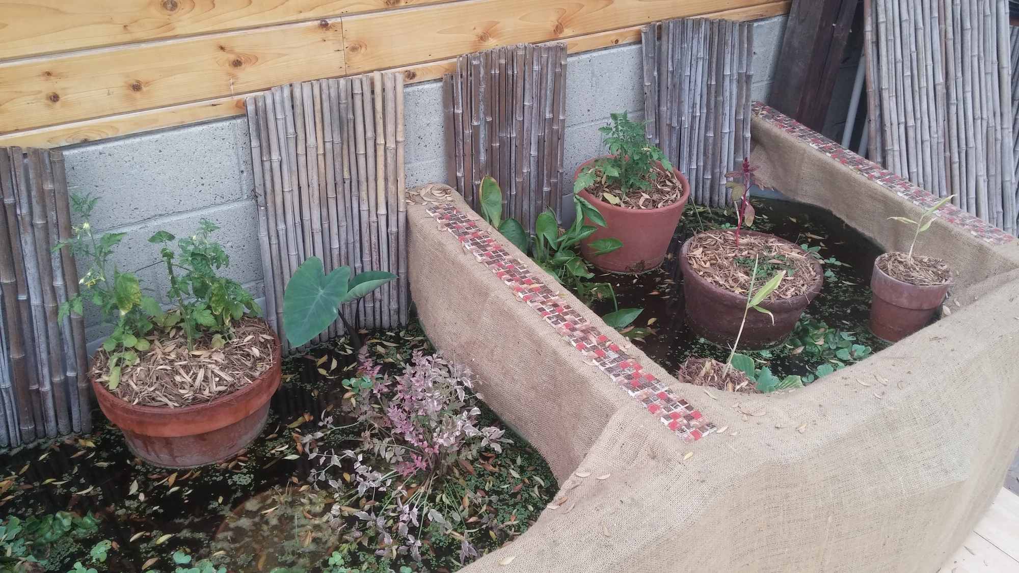 Clay Pots in IBC Tote Chinampa Aquaculture Island Water Gardens 04