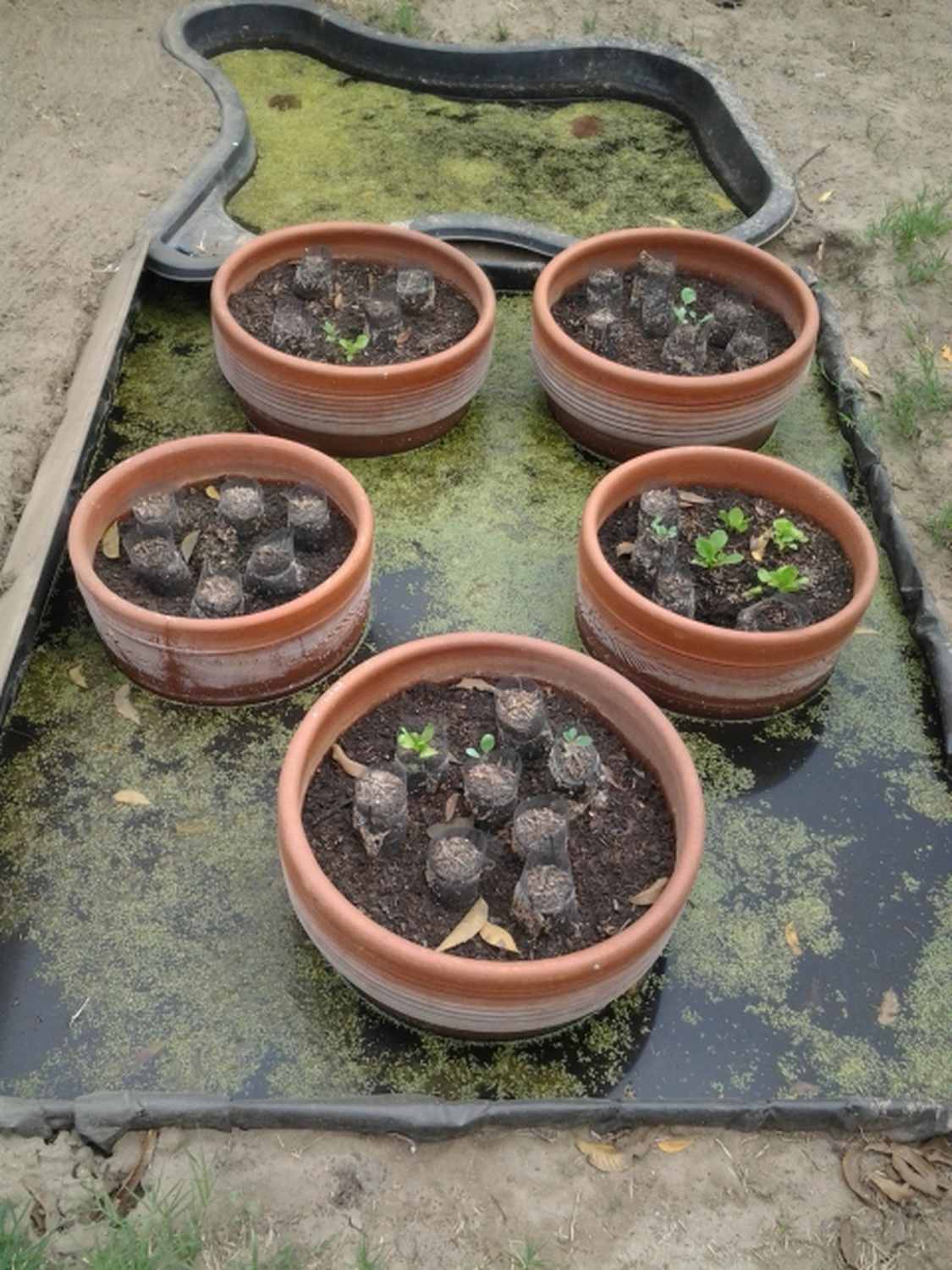 Clay Pots in Pond Liner Chinampa Aquaculture Island Water Gardens 01