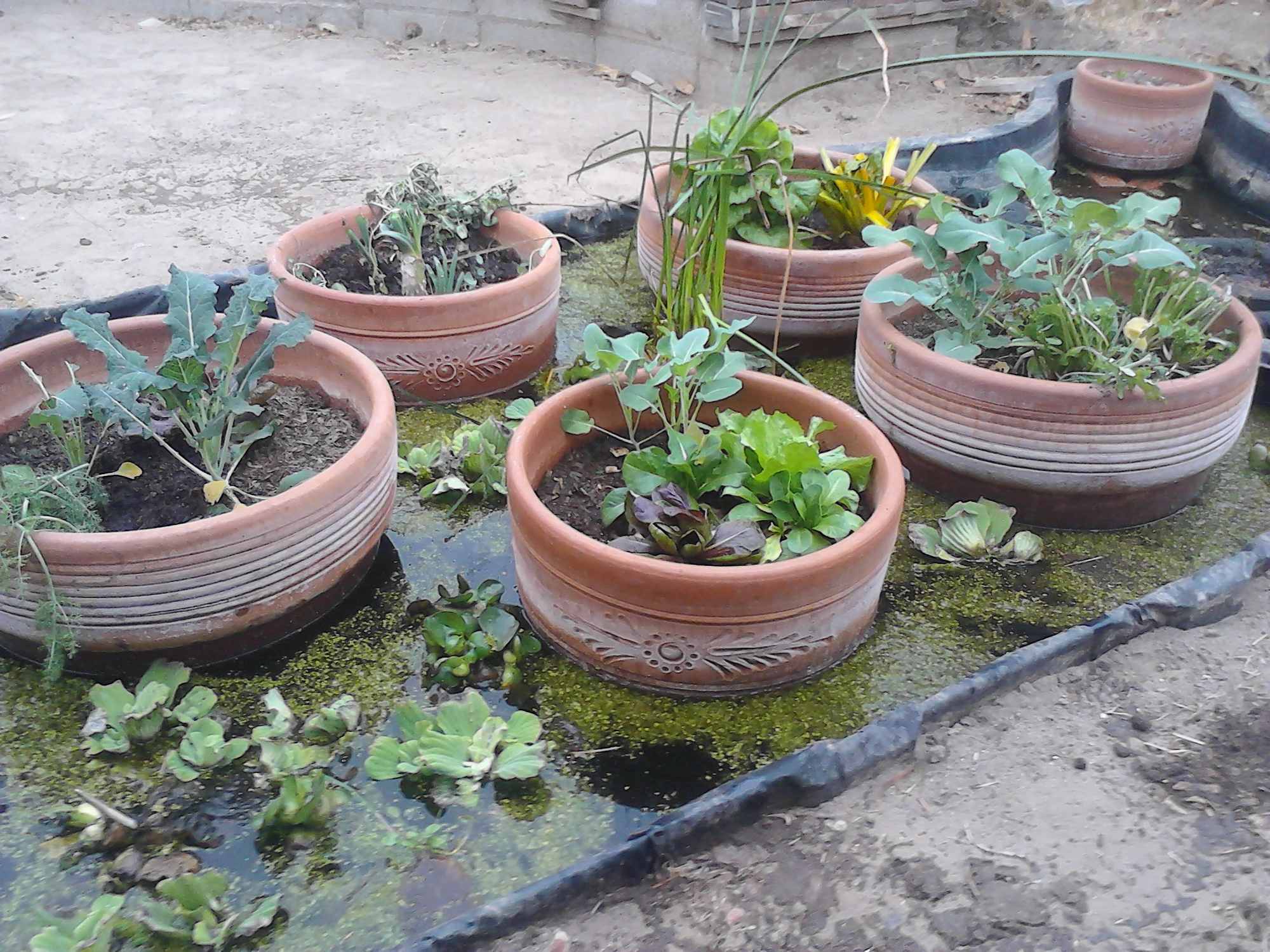 Clay Pots in Pond Liner Chinampa Aquaculture Island Water Gardens 02