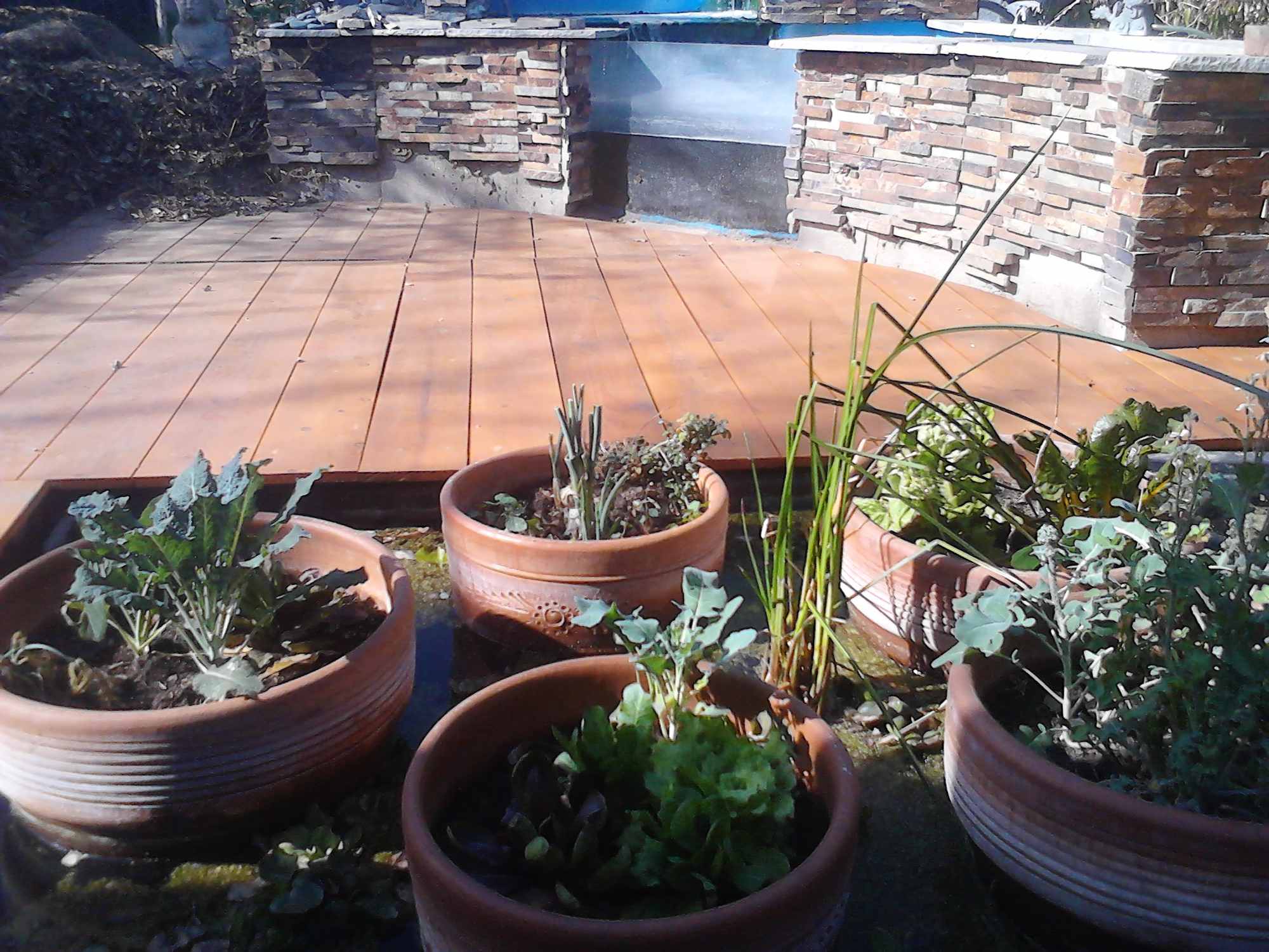 Clay Pots in Pond Liner Chinampa Aquaculture Island Water Gardens 03