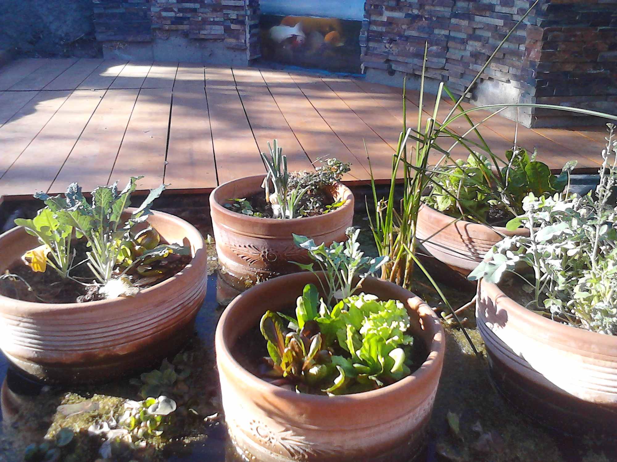 Clay Pots in Pond Liner Chinampa Aquaculture Island Water Gardens 04