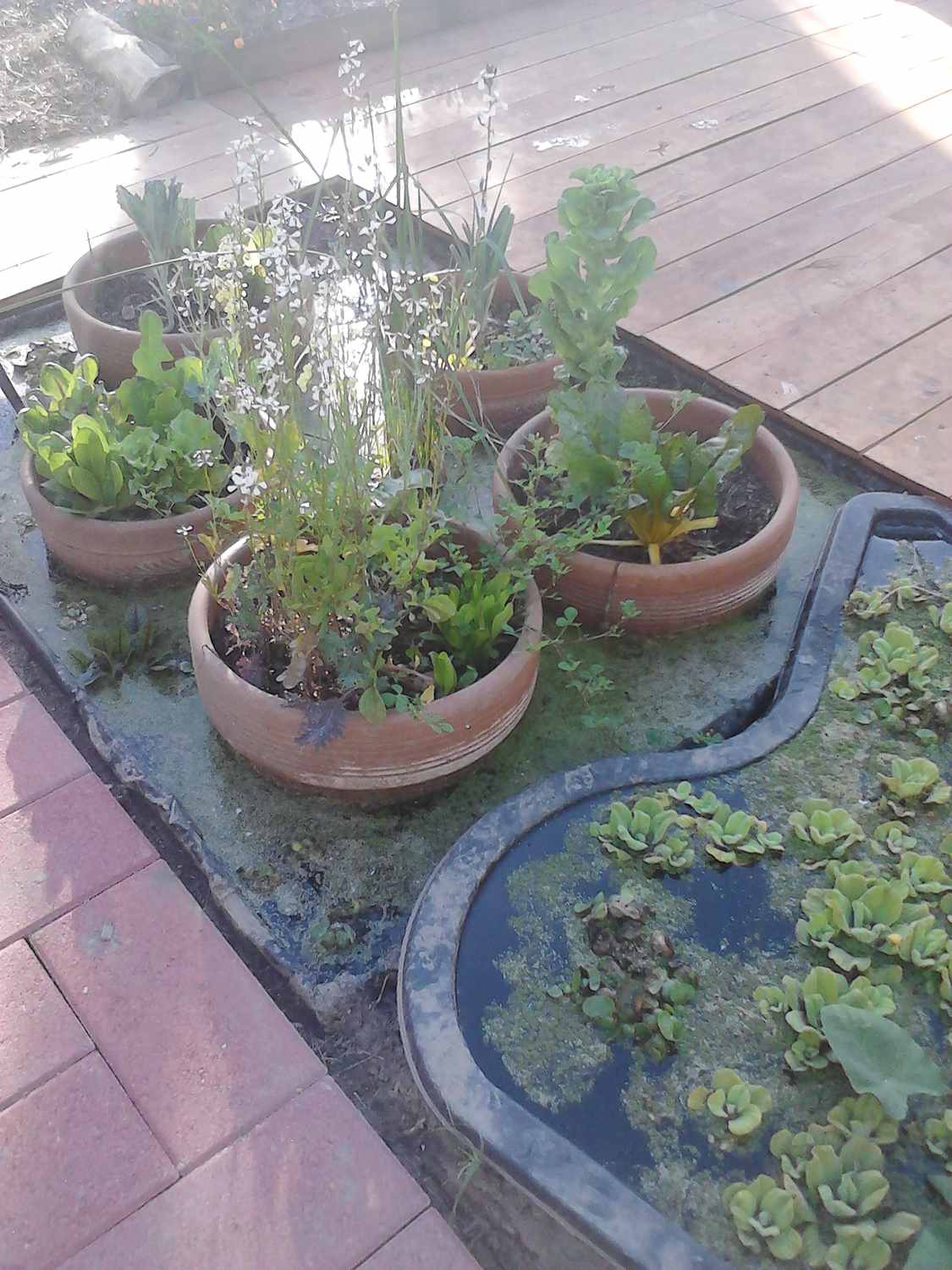 Clay Pots in Pond Liner Chinampa Aquaculture Island Water Gardens 05