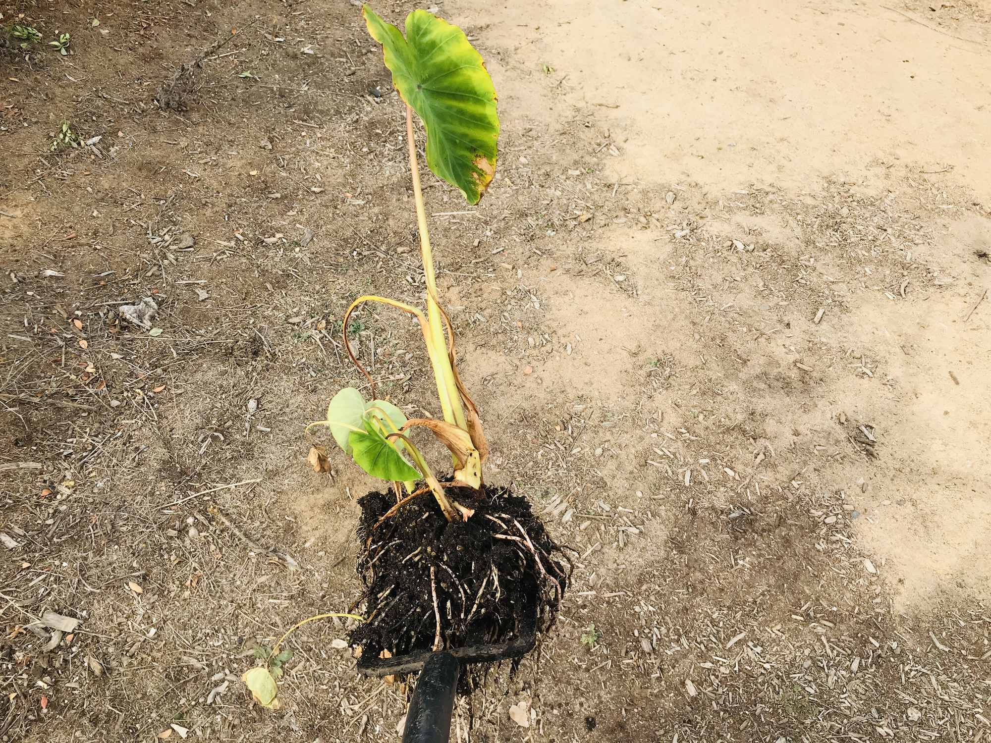 Coastal Mountain Food Forest Garden Harvests