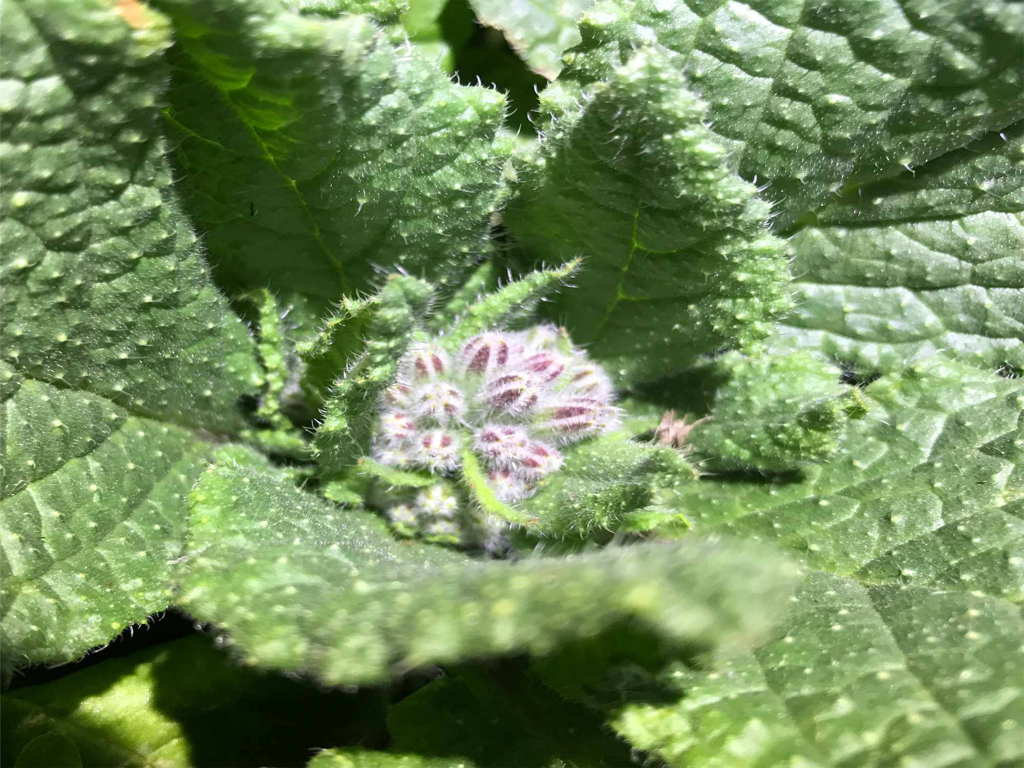 Coastal Mountain Food Forest Garden Project Borage Flowers