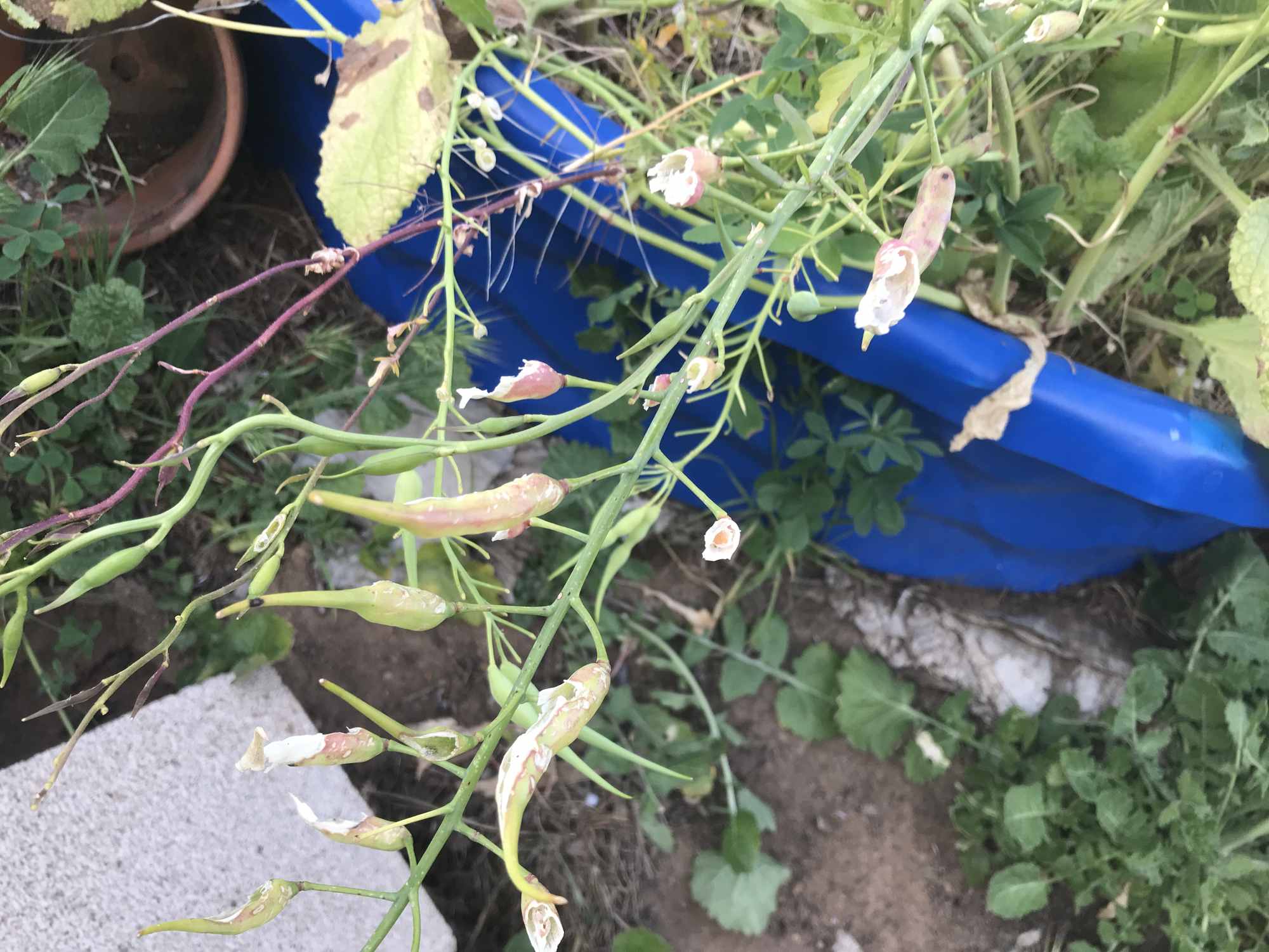 Coastal Mountain Food Forest Garden Radish Seed Pods