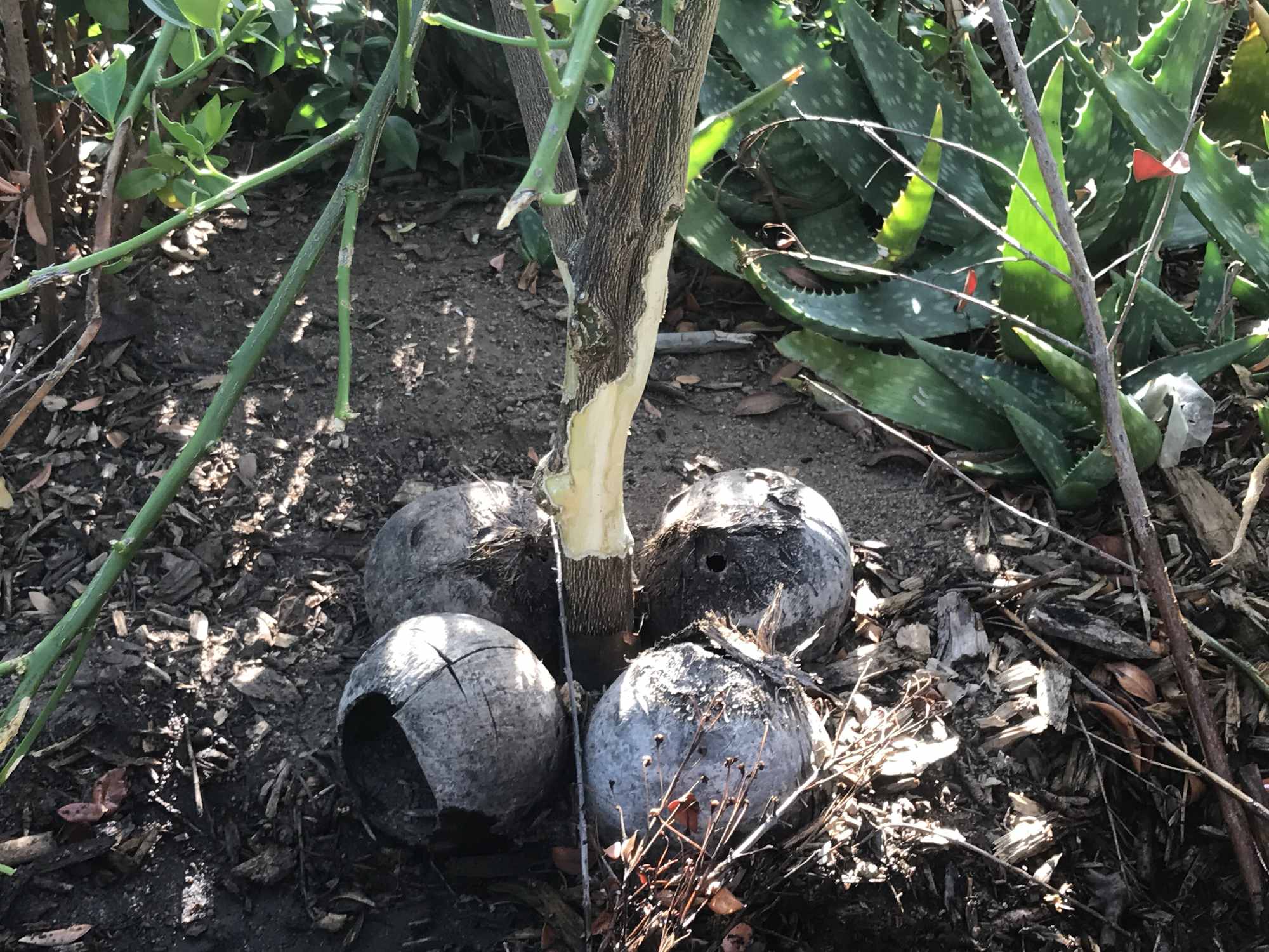 Coconut Shell Mulch