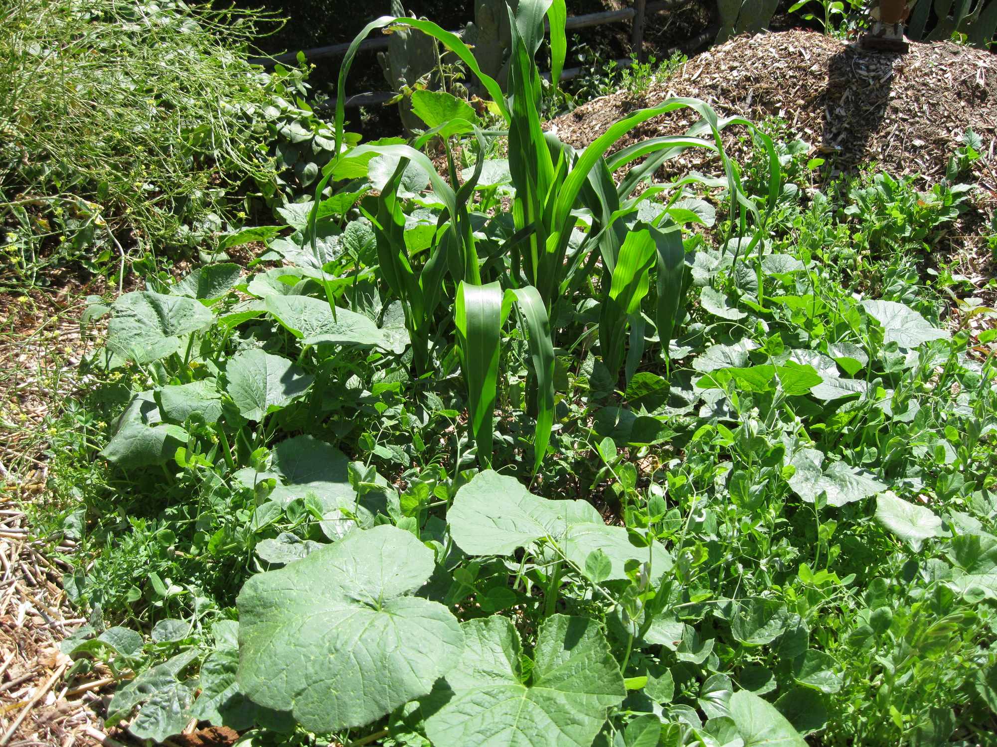 Corn Beans and Squash Garden