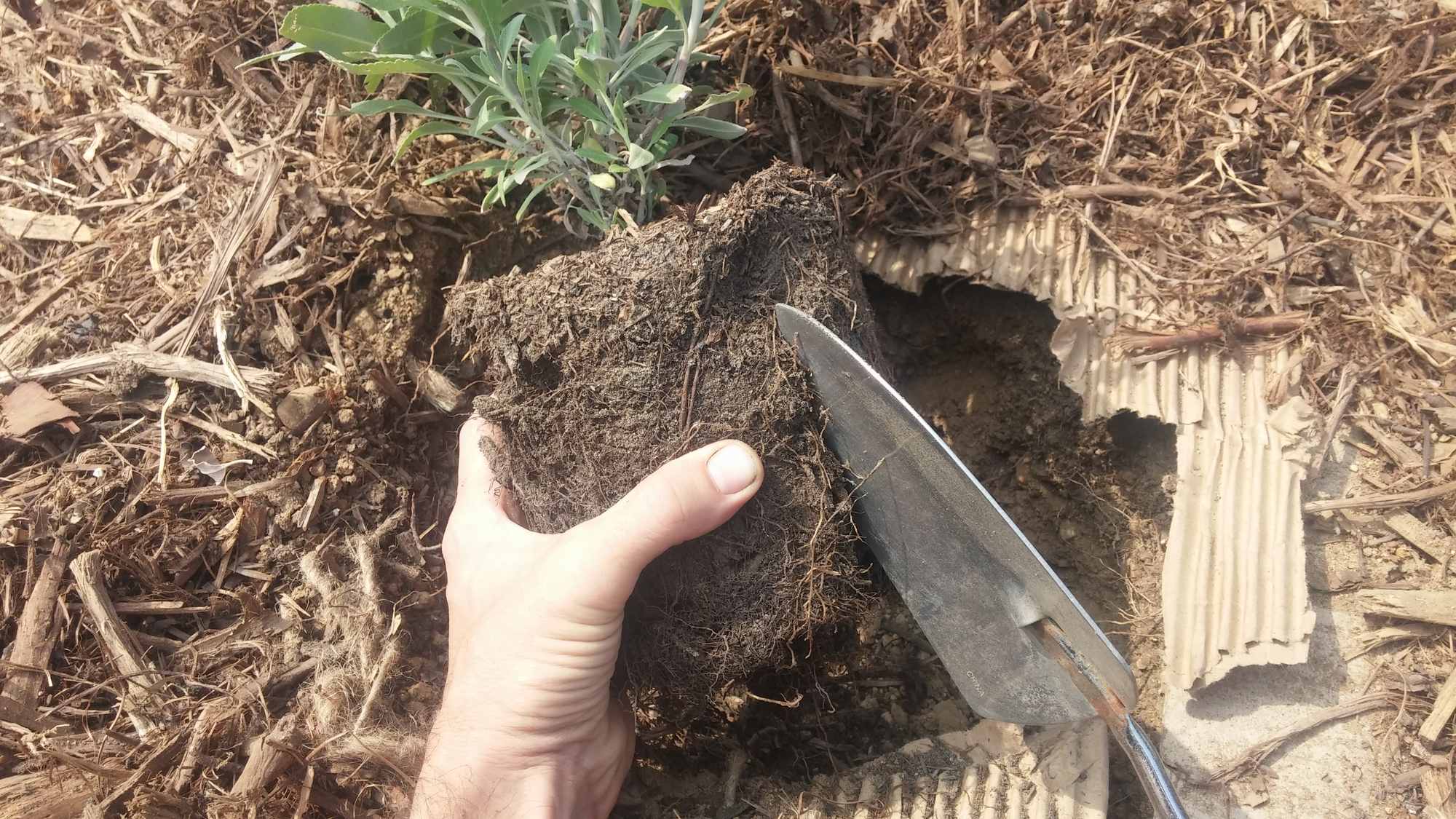 Cutting a Line Through Circling Root Binding from Pot