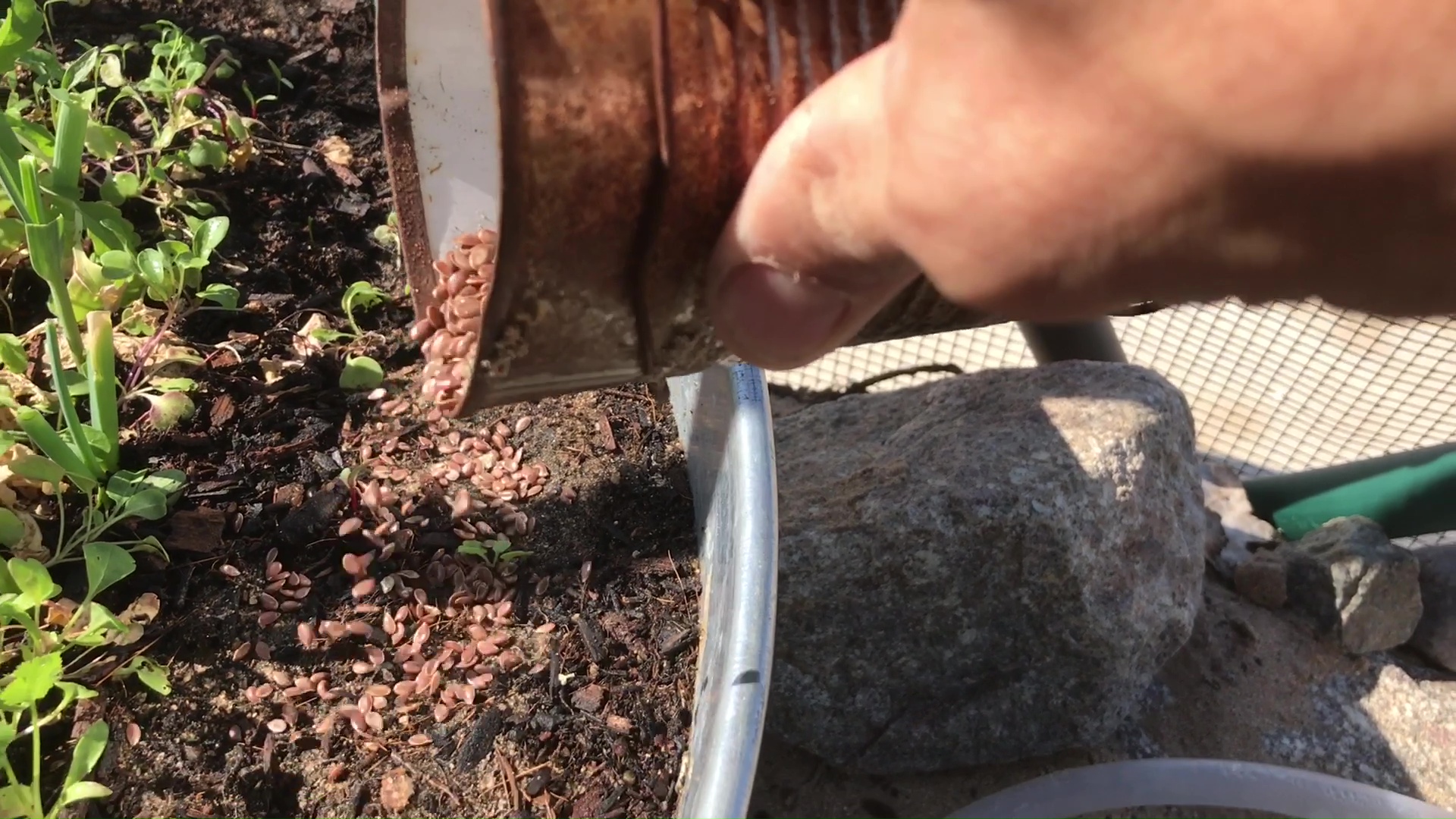 Dense Planting of Flax Seeds For A Greens Yield Moisture Retension Layer And Ant Foraging Offset