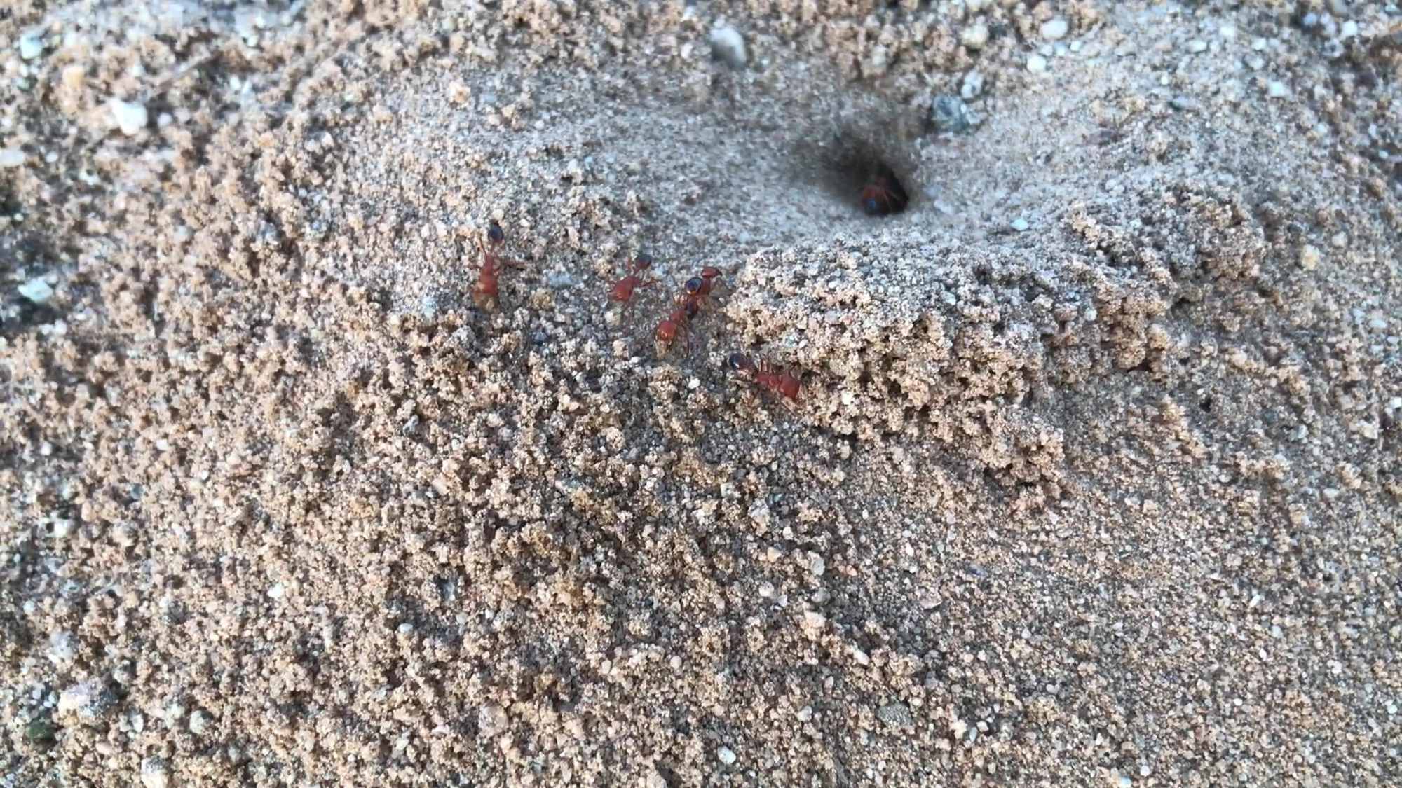 Desert Ant Mound Building 1