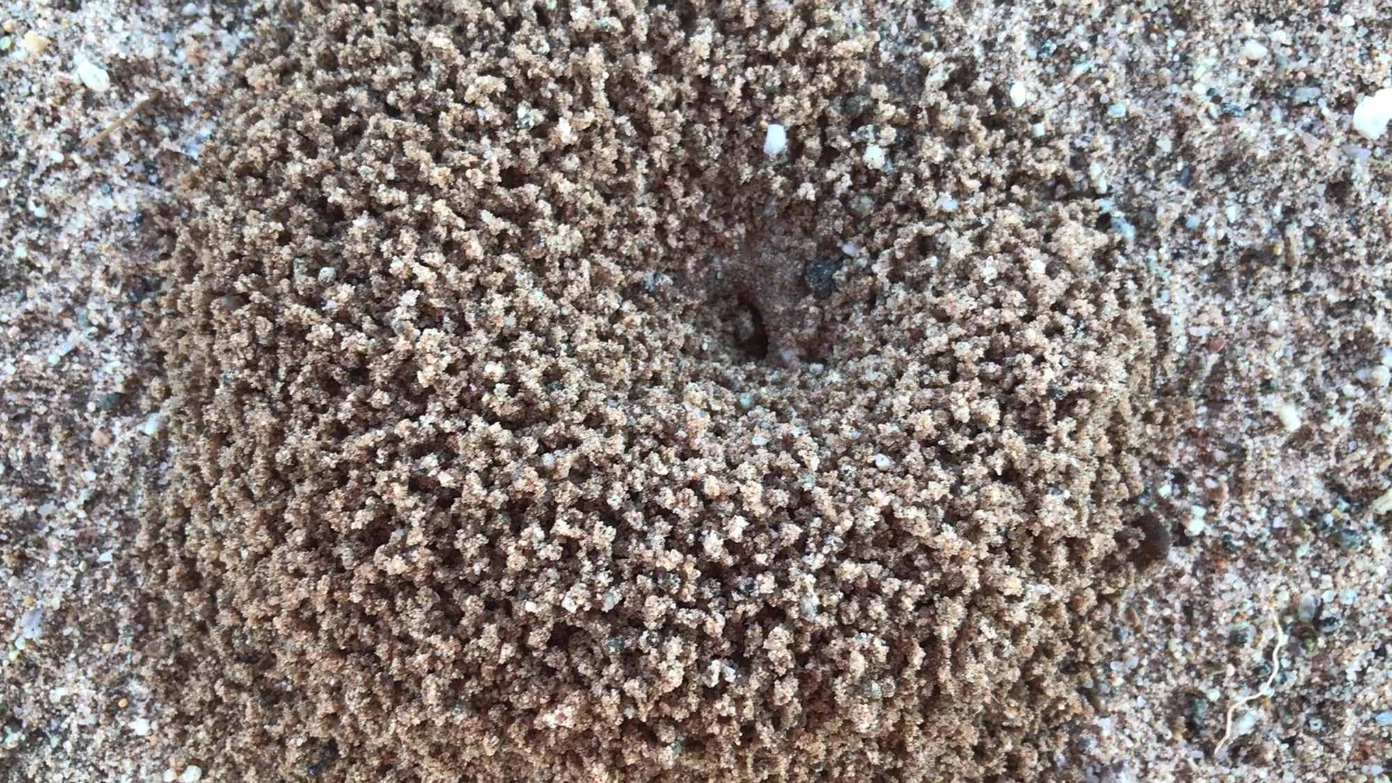 Desert Ant Mound Building 2