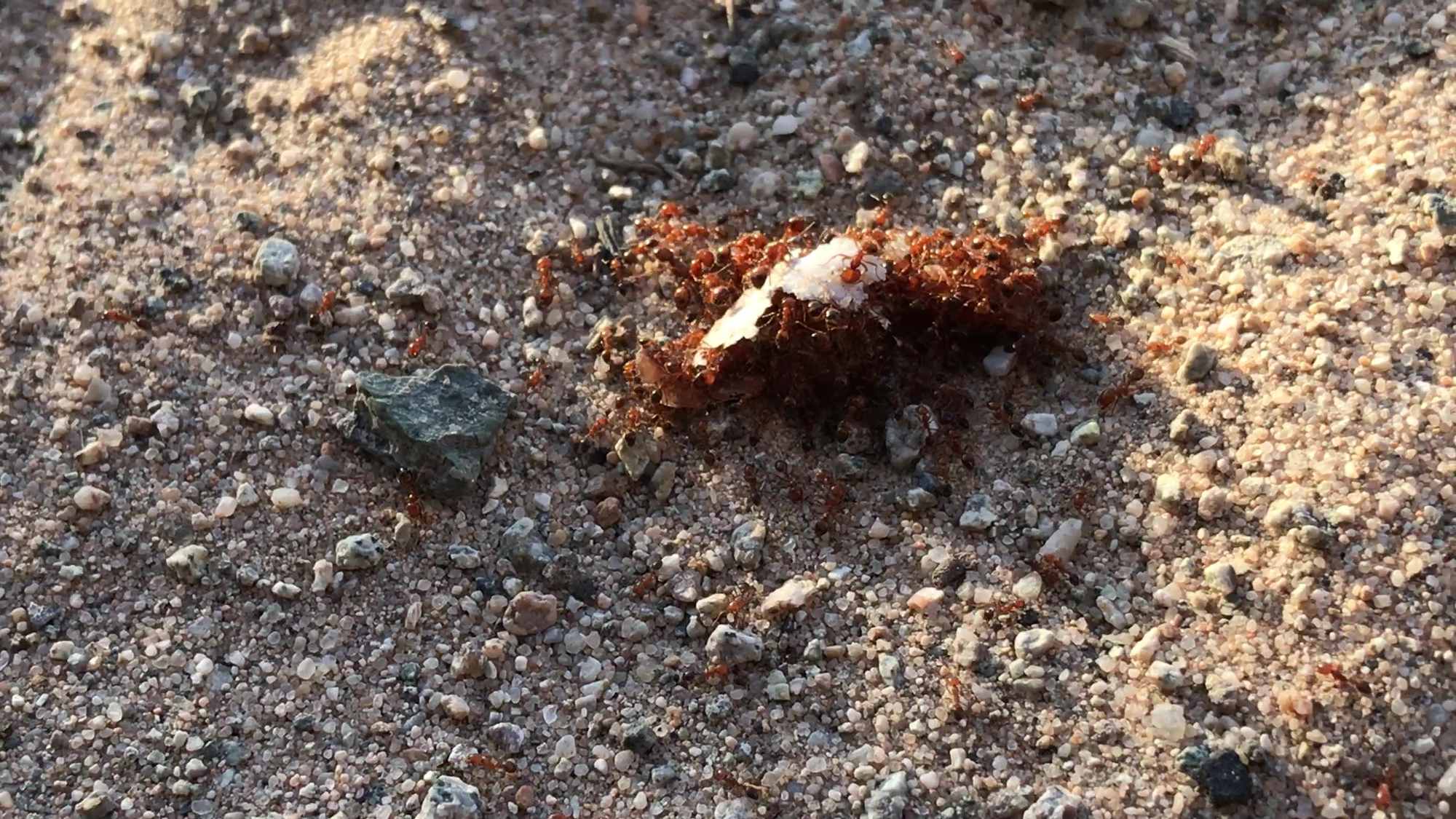 Desert Ants Eating Fish