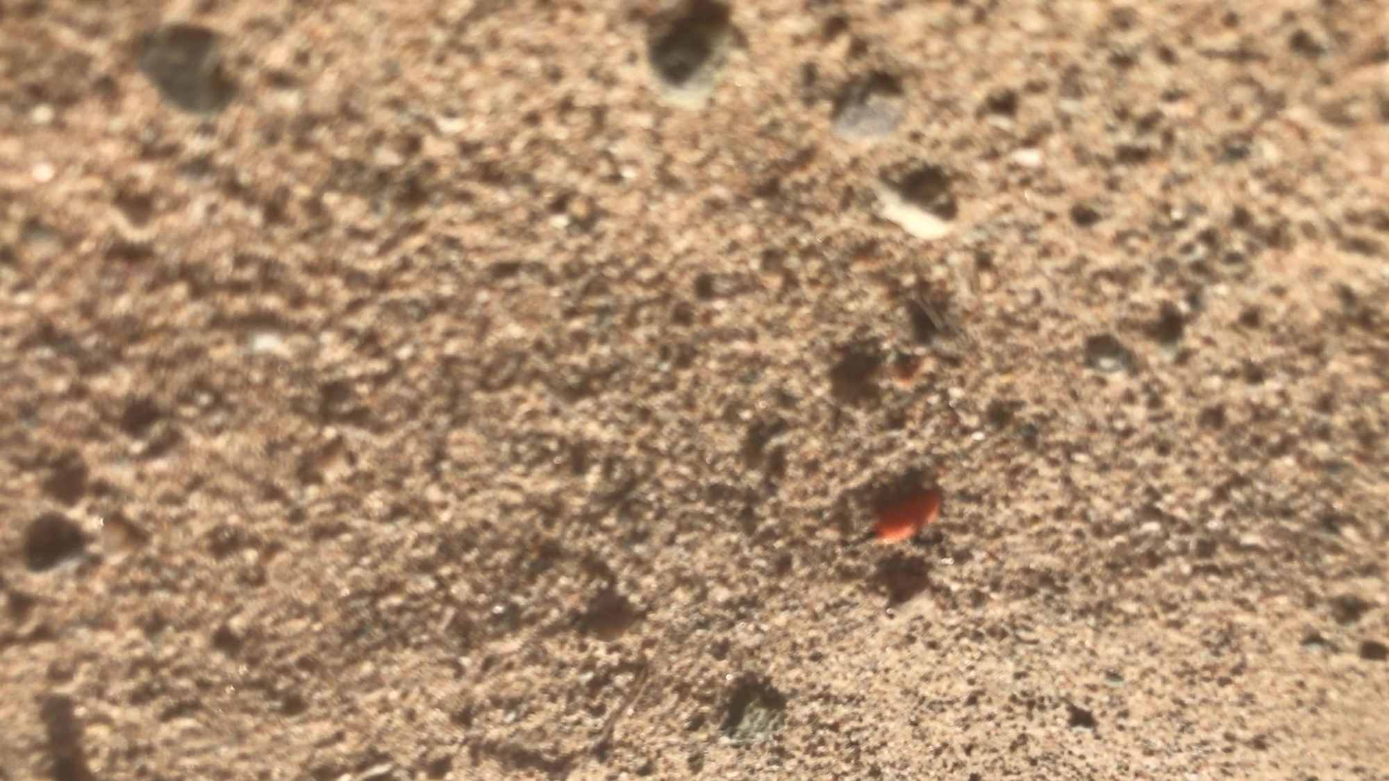 Desert Ants Eating Larva