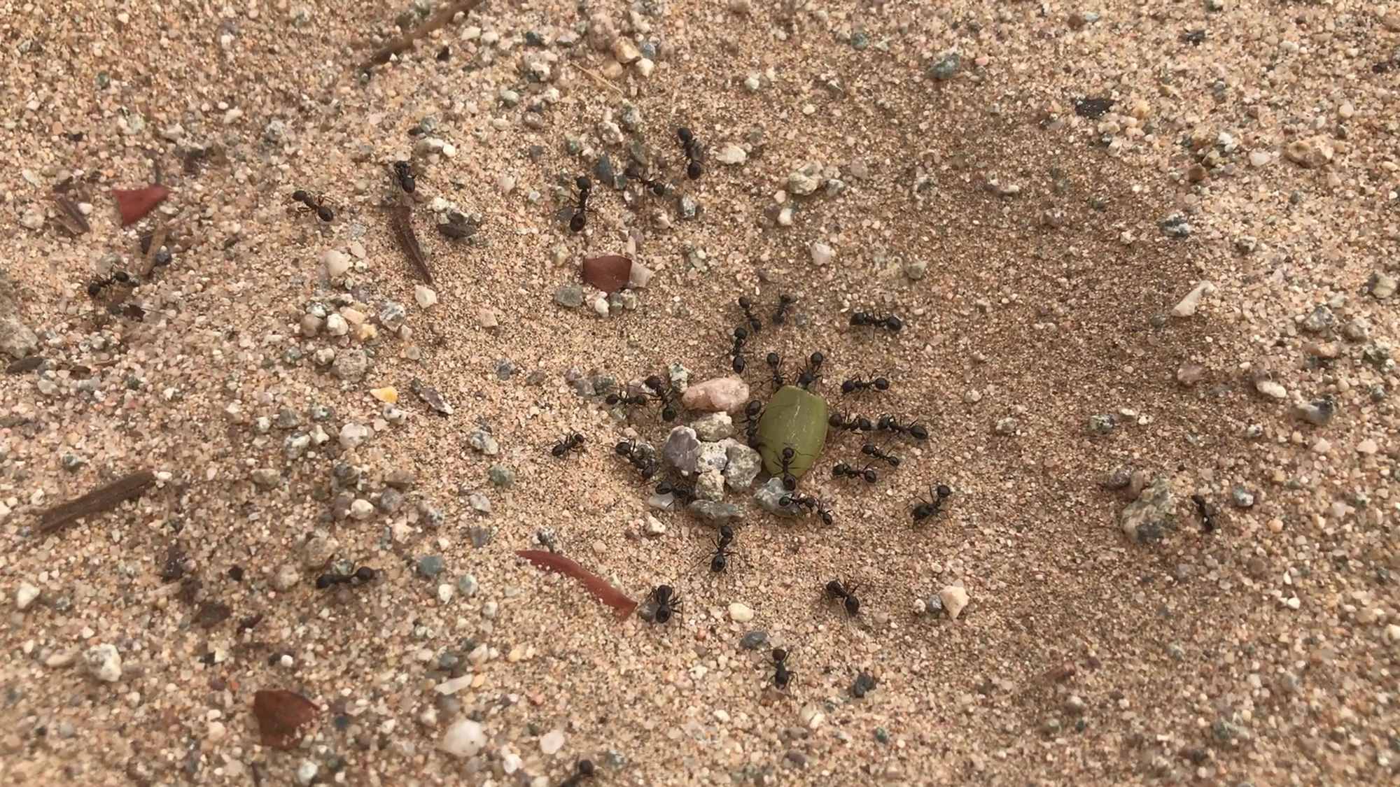 Desert Ants Eating Pumpkin Seed