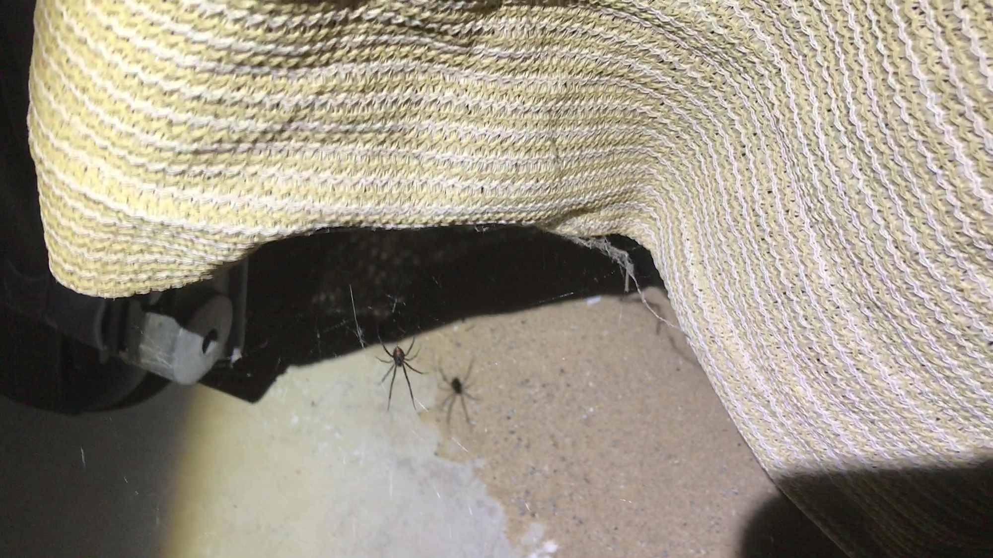 Desert Black Widow Under Shade Cloth