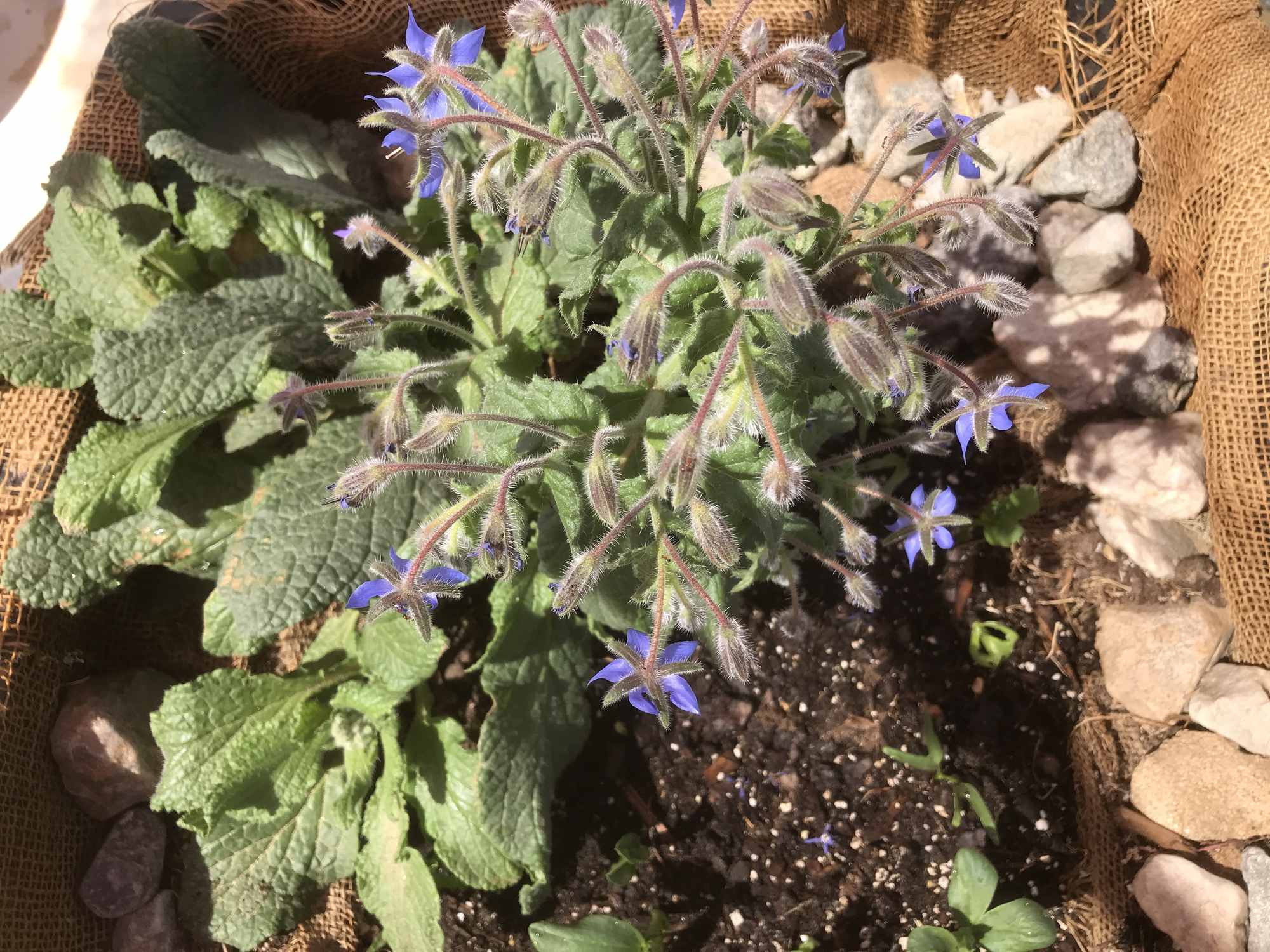 Desert Bonsai Food Forest Borage Plant