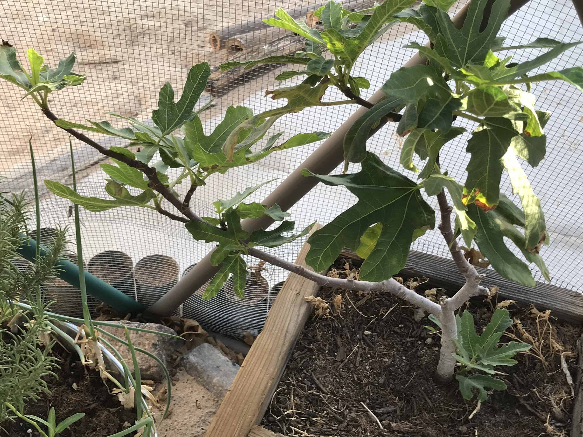 Desert Bonsai Food Forest Dwarf Fig Tree in Wooden Box