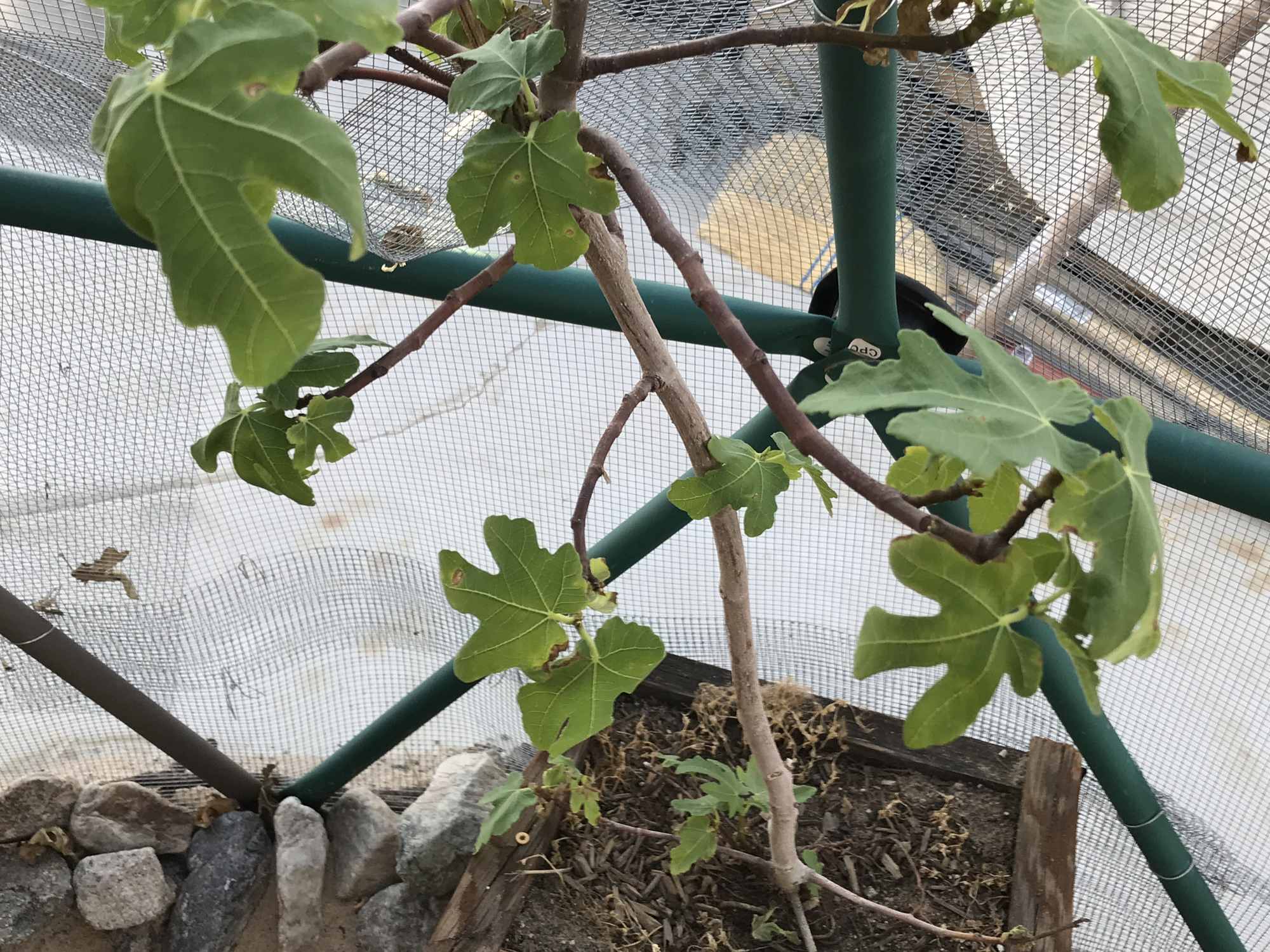 Desert Bonsai Food Forest Fig Tree