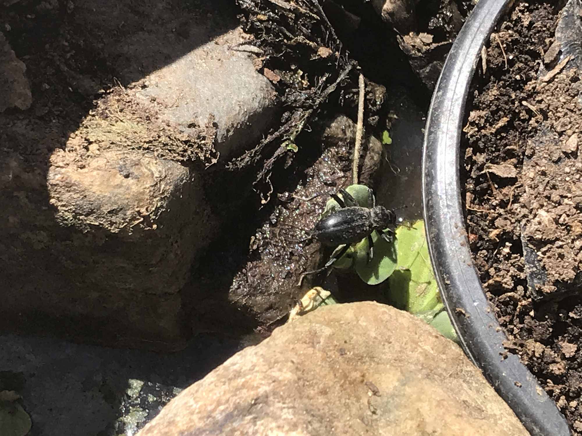 Desert Bonsai Food Forest Garden Beetle Drinking Water in Pond