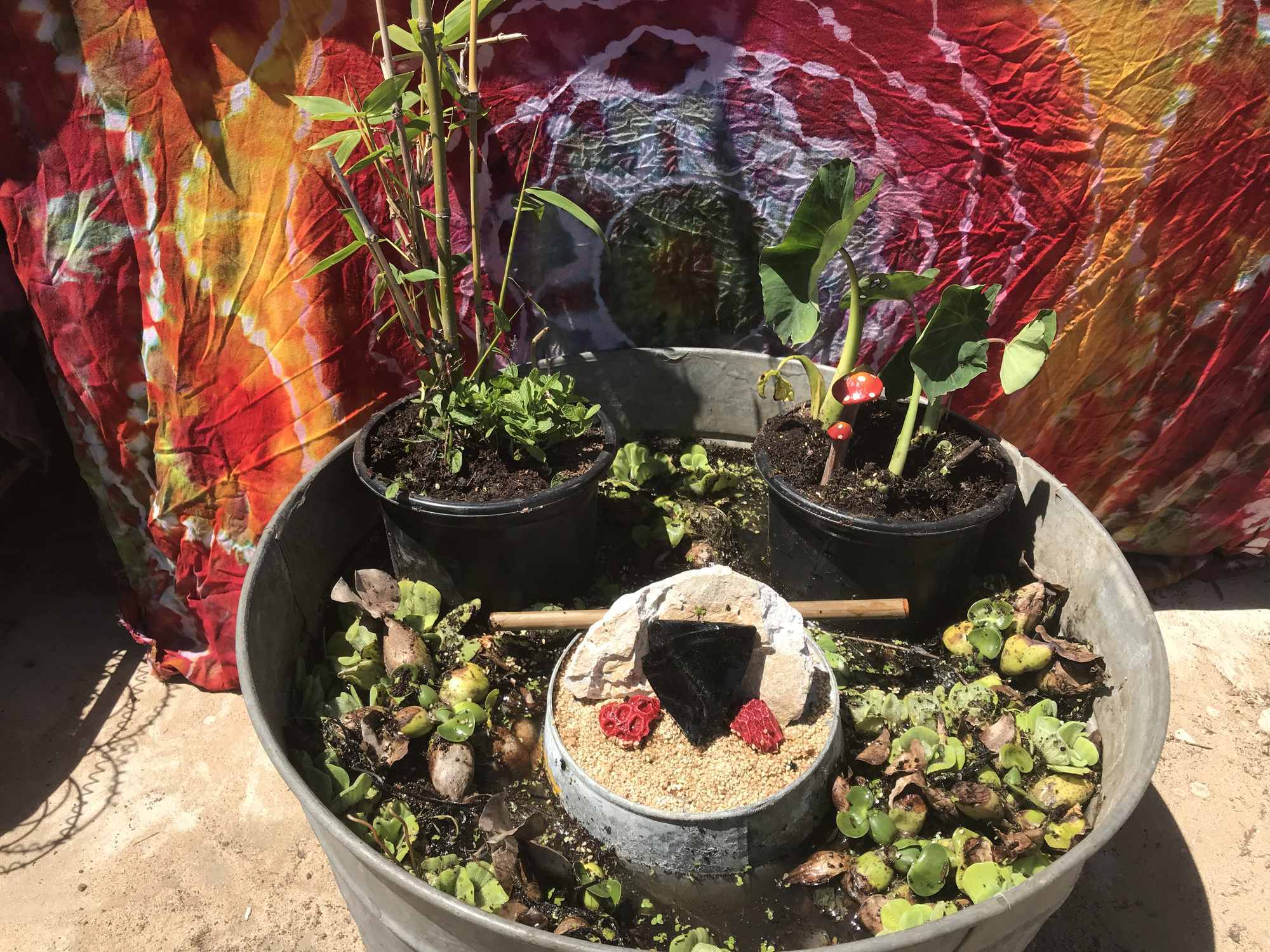 Desert Bonsai Food Forest Garden Day 1