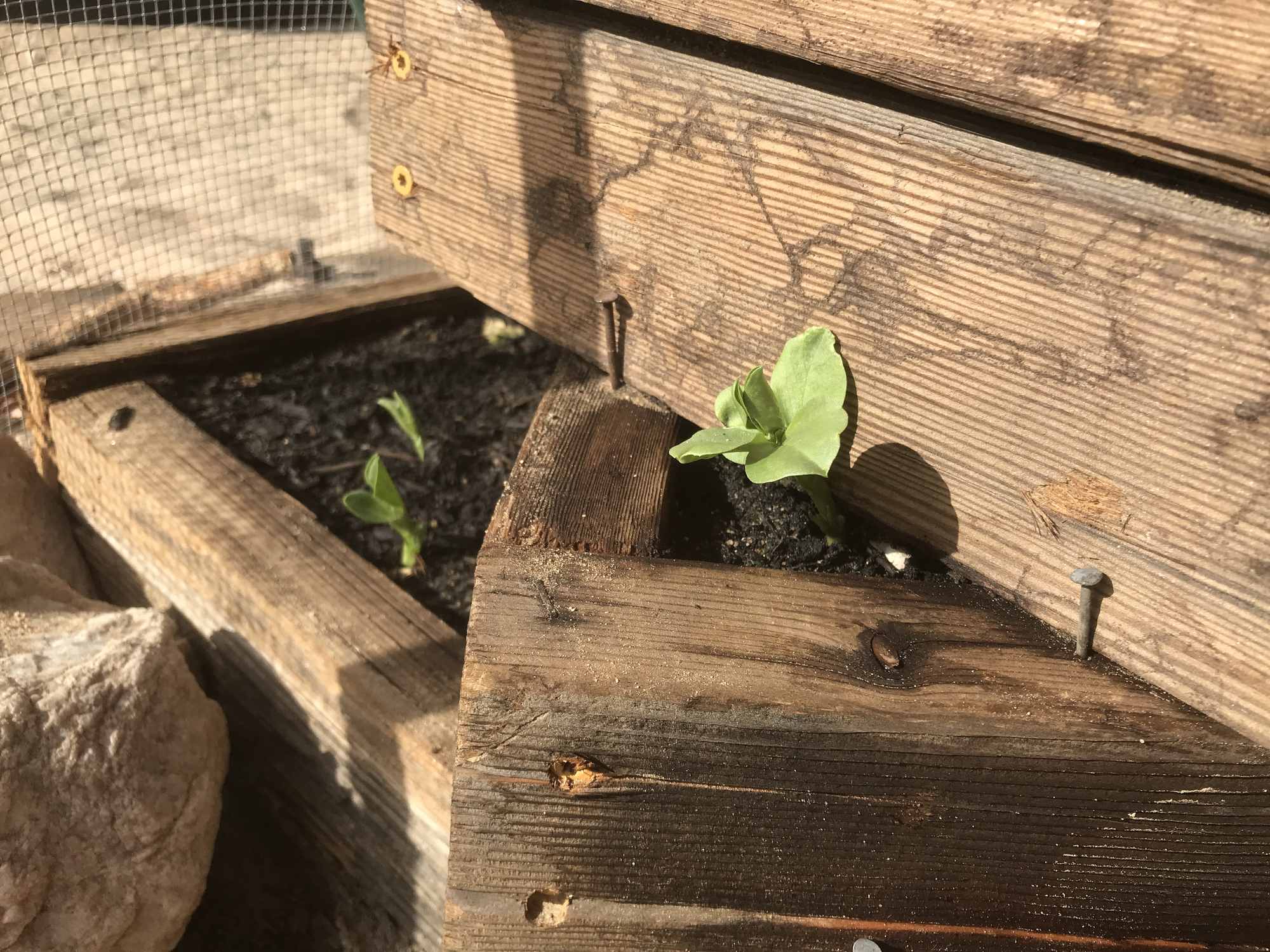 Desert Bonsai Food Forest Garden Fava Beans Sprouting in Wooden Planter Box