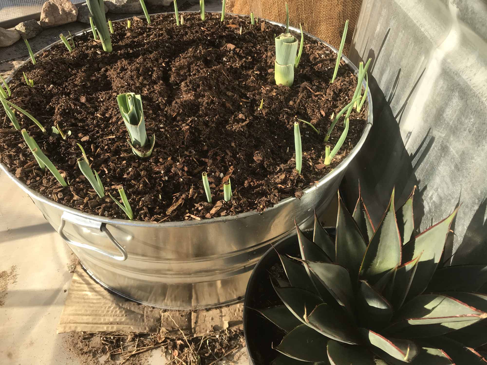 Desert Bonsai Food Forest Garden Leeks Green Onions and Agave 