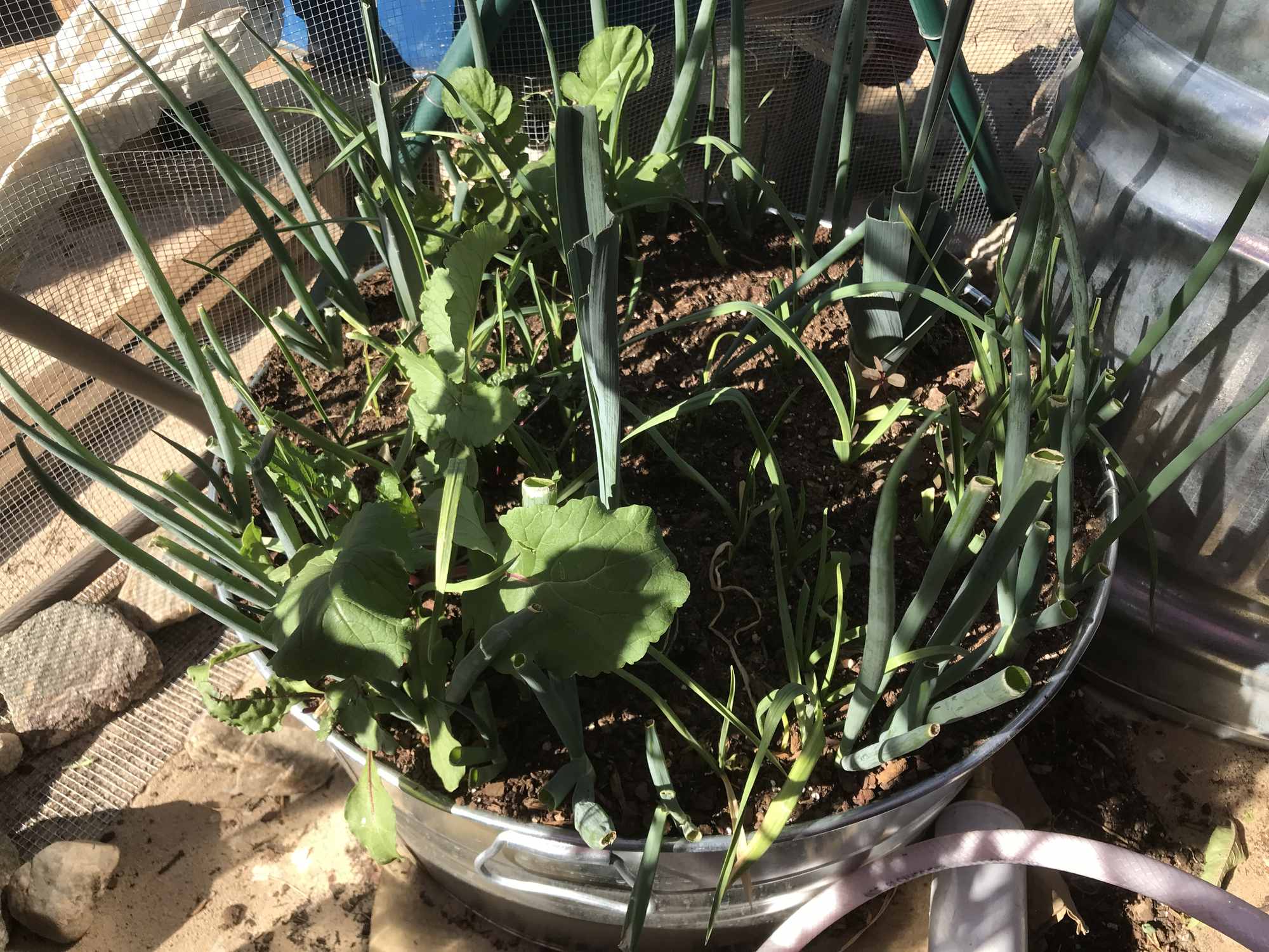 Desert Bonsai Food Forest Garden Leeks and Green Onions 