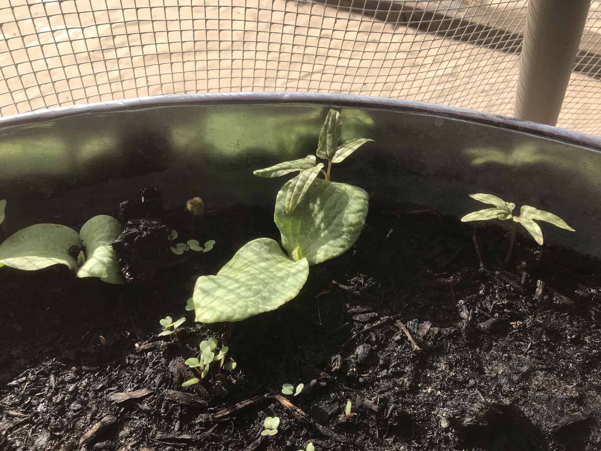 Desert Bonsai Food Forest Garden Pumpkin and Morning Glory Sprouting in Galvanized Can