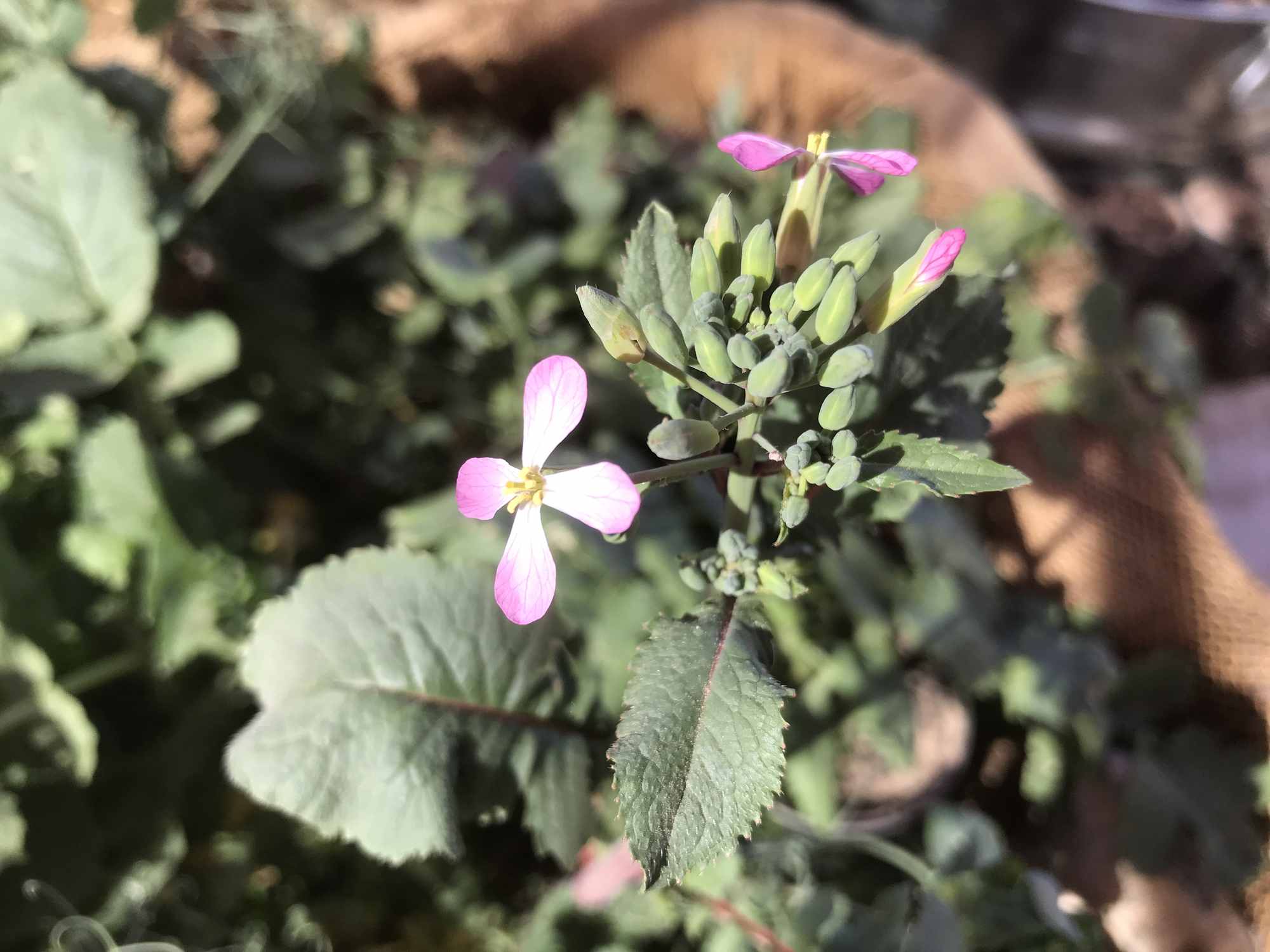 Desert Bonsai Food Forest Garden Radish Flowers