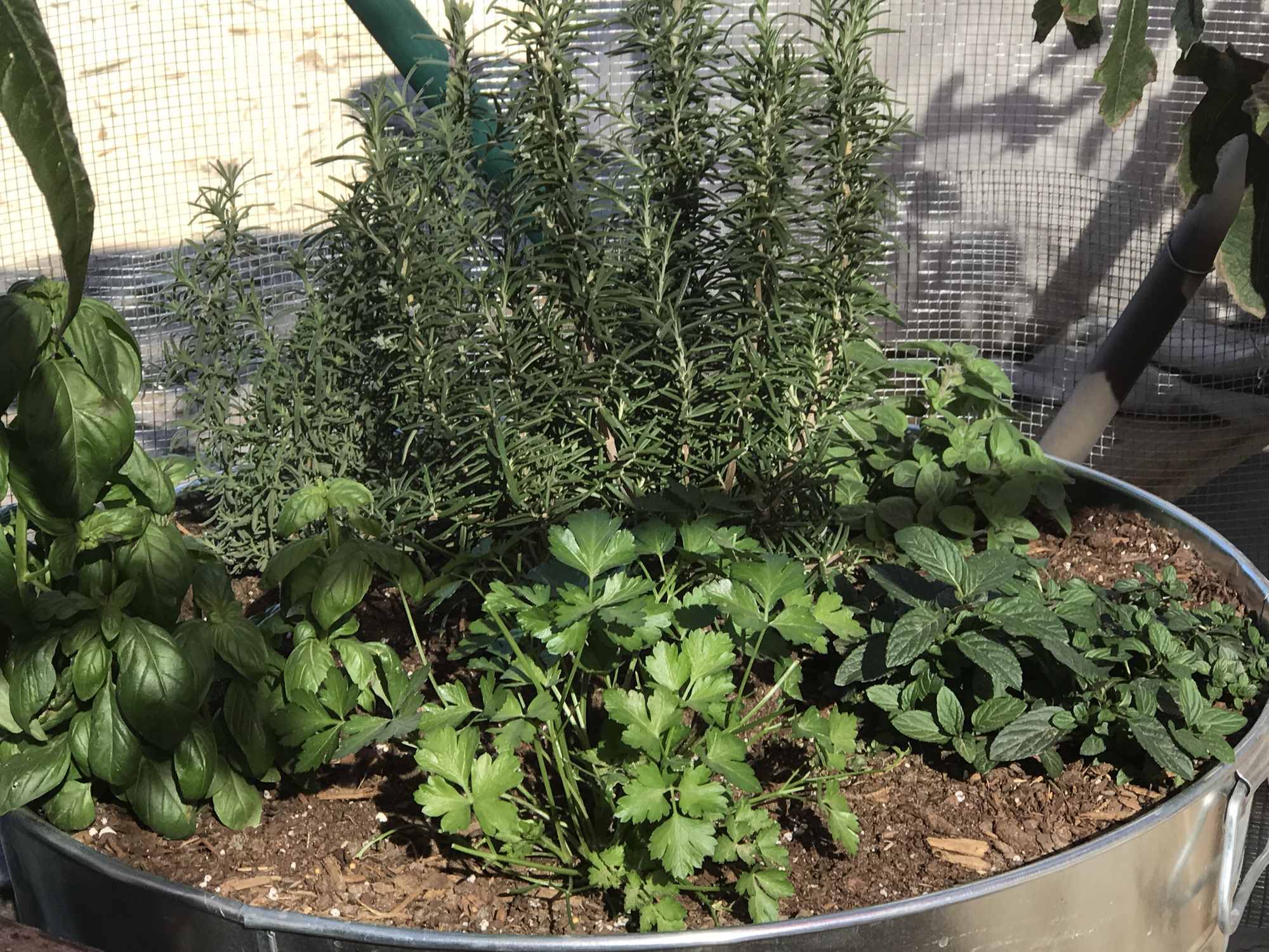 Desert Bonsai Food Forest Garden Rosemary Basil Oregano Parsley 2