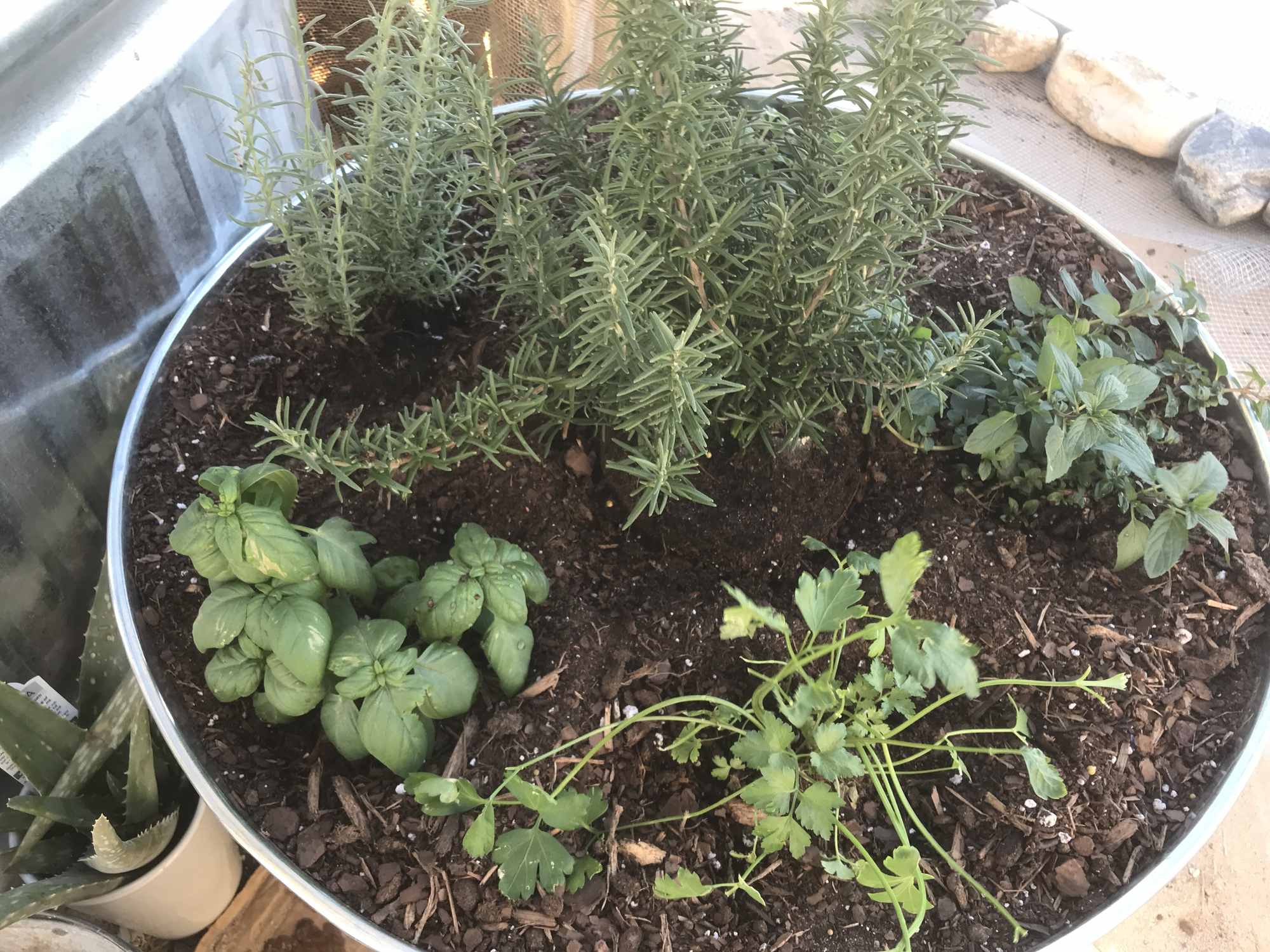 Desert Bonsai Food Forest Garden Rosemary Basil Oregano Parsley