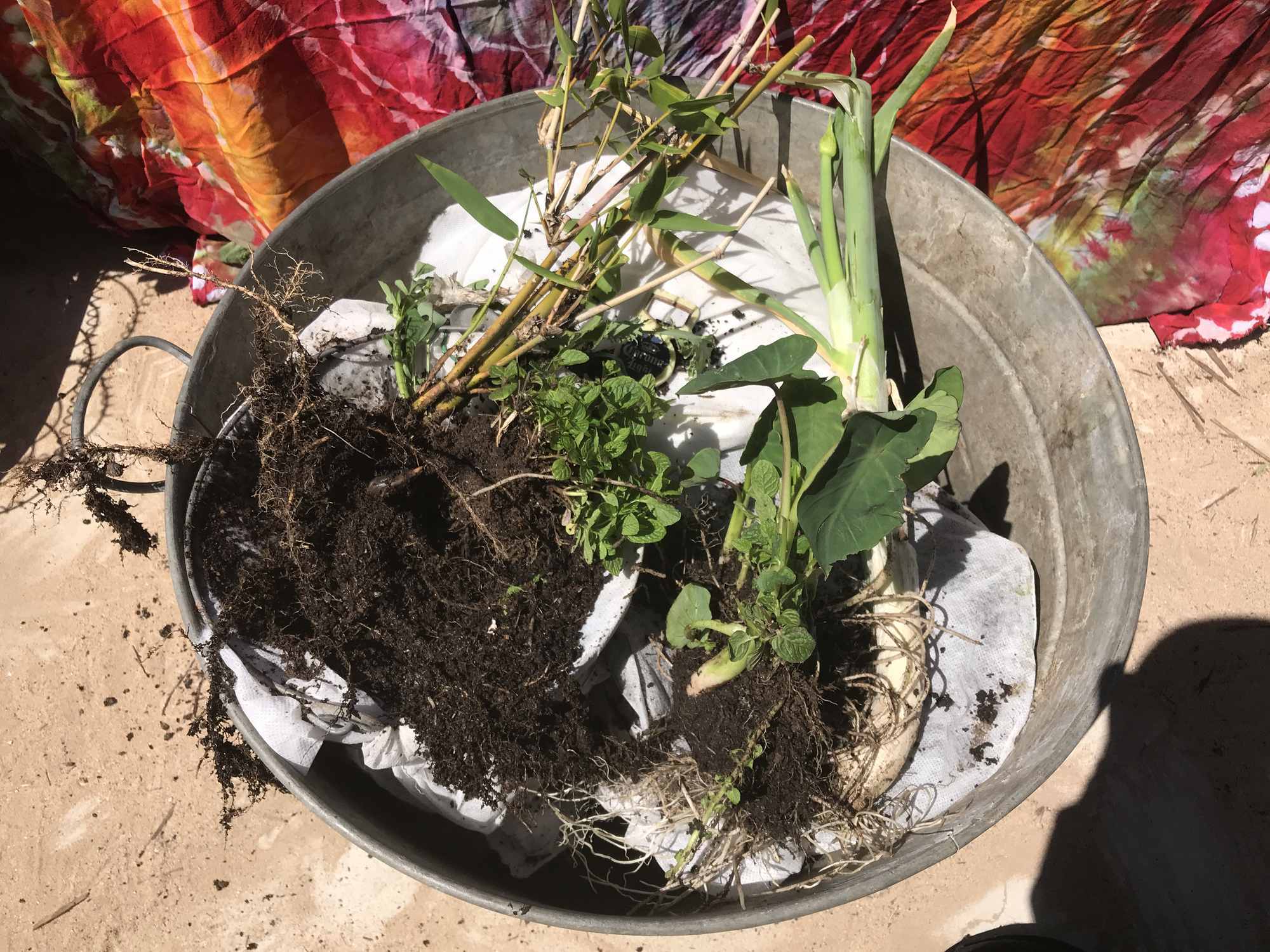 Desert Bonsai Food Forest Garden Transplants