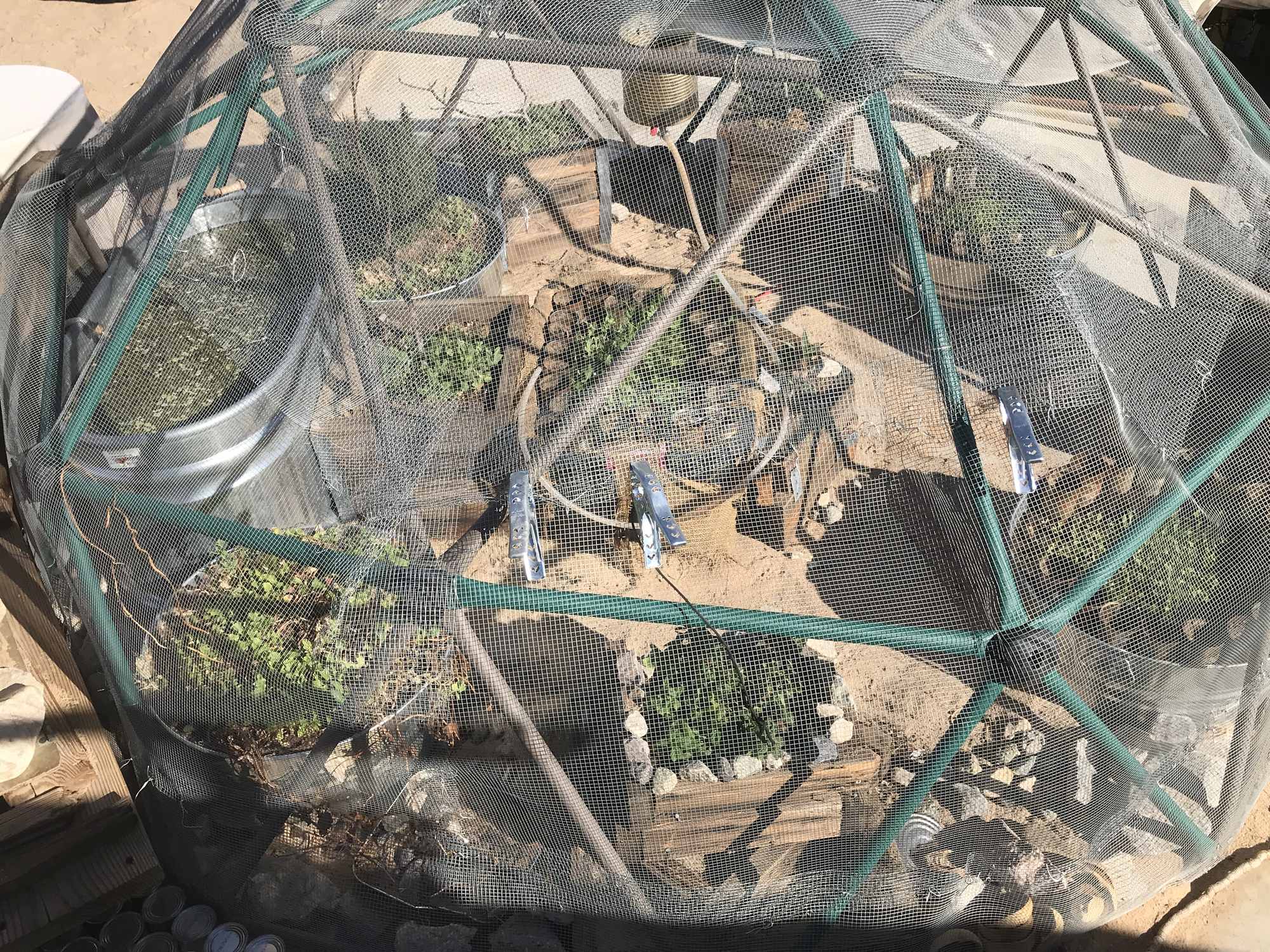 Desert Bonsai Food Forest Garden Geodesic Dome Build 3