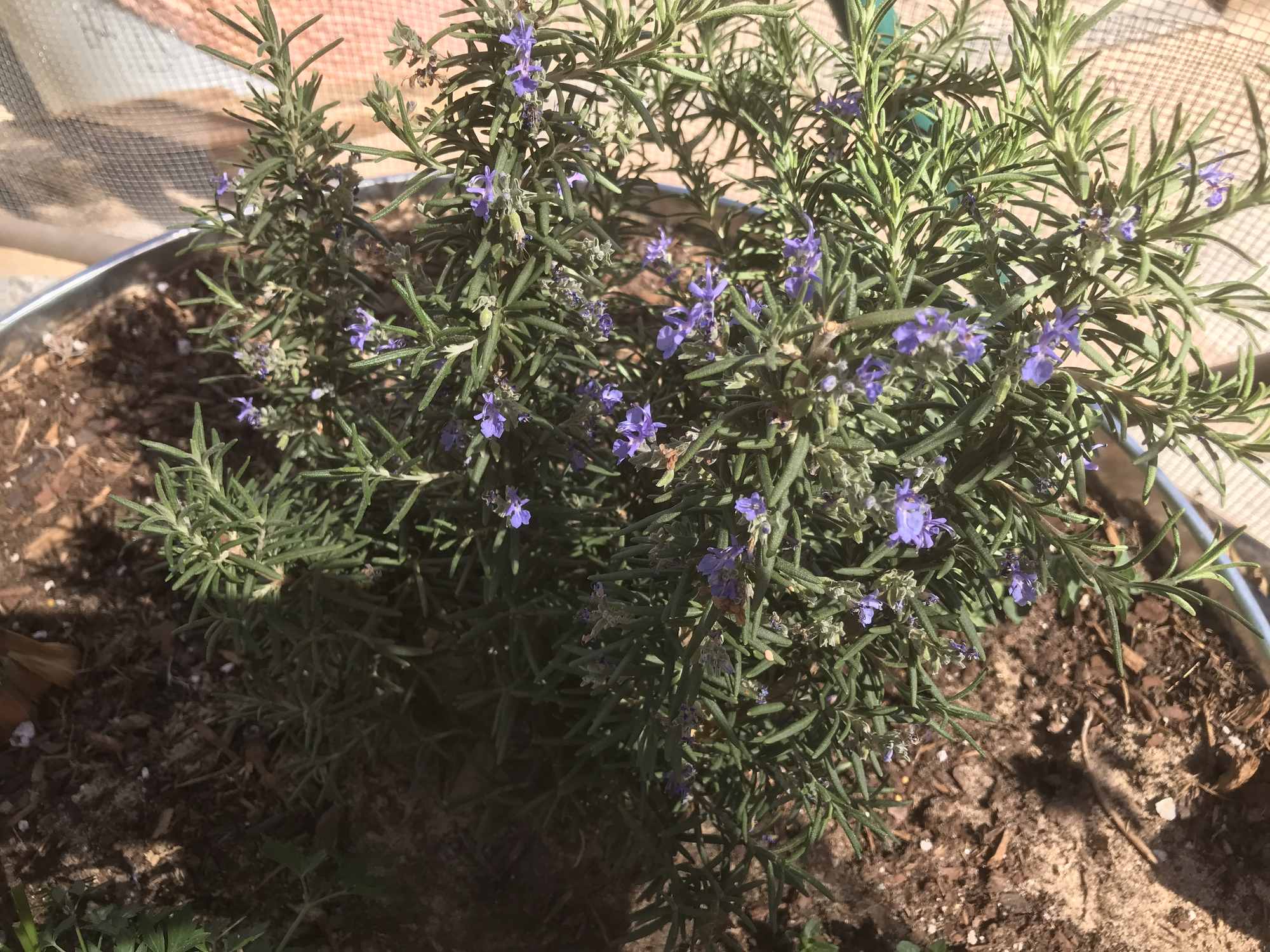 Desert Bonsai Food Forest Purple Flowering Rosemary Shrub