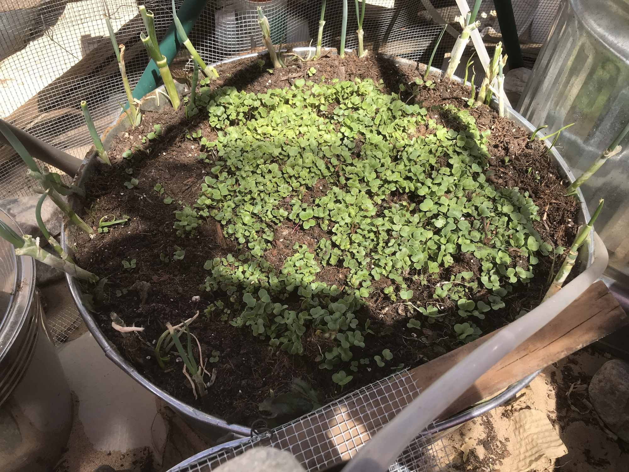 Desert Bonsai Food Forest Radish Micro Green Garden