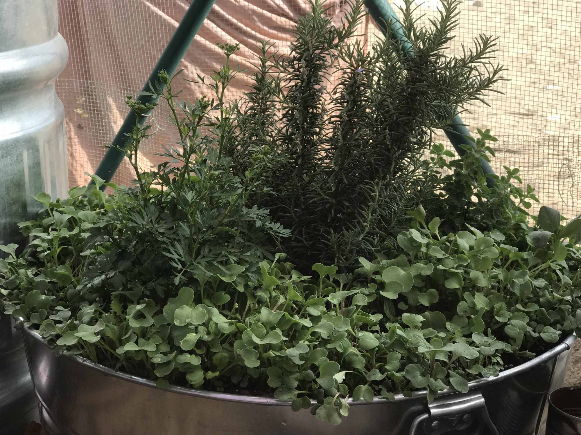 Desert Bonsai Food Forest Rosemary Shrub Parsley and Radish Garden